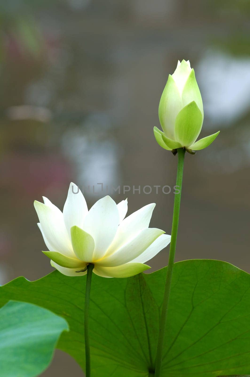 Close up of blooming white lotus flower