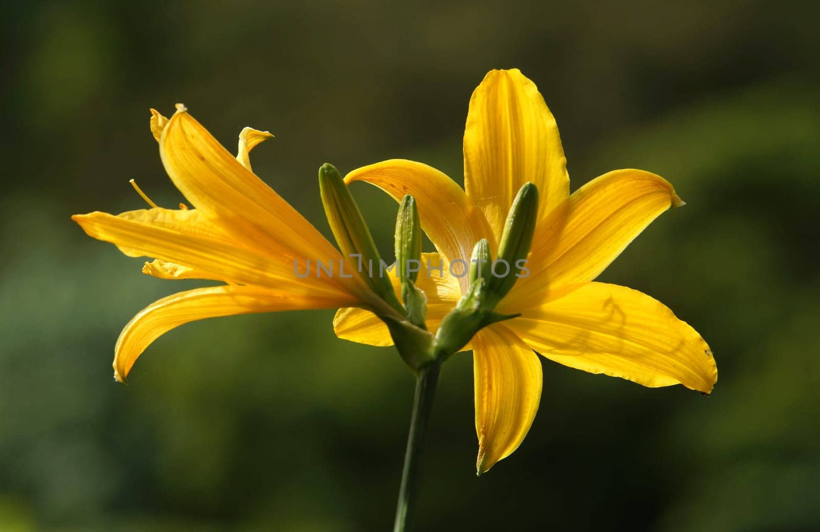 Yellow lilies