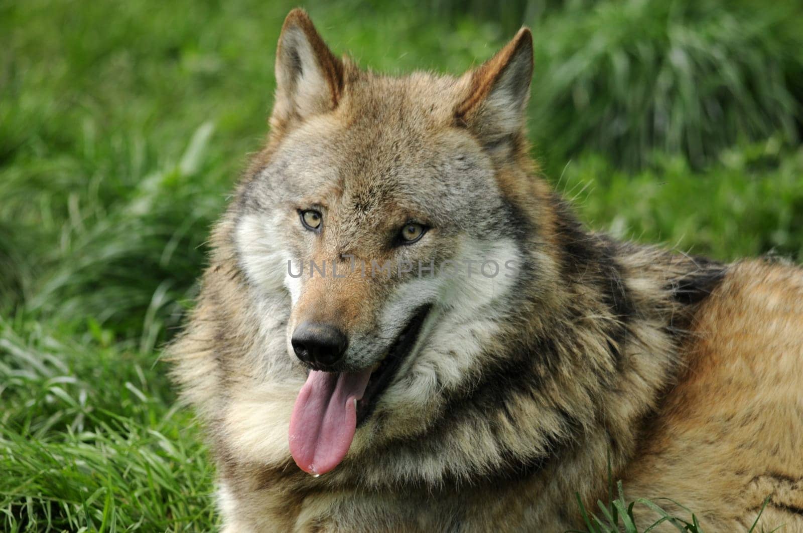 The Grey Wolf