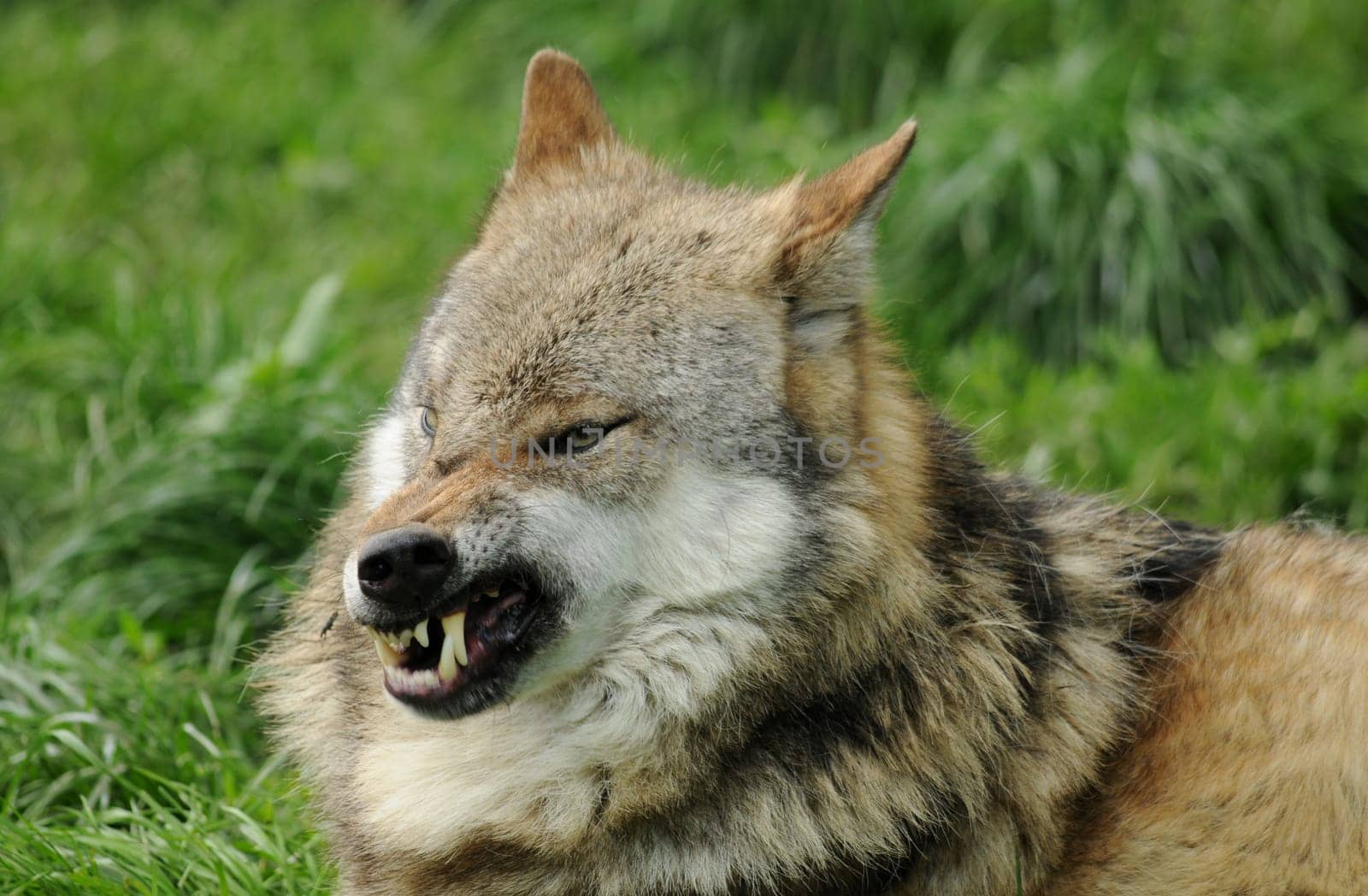 Wolf fletscht teeth