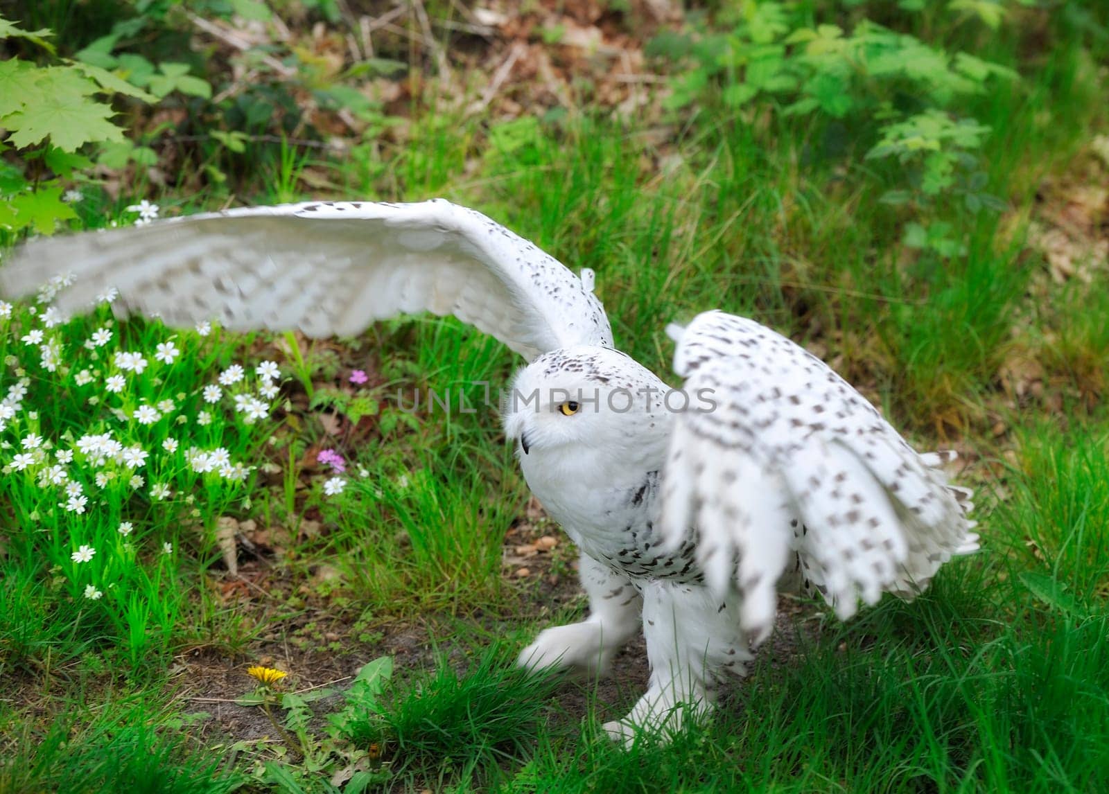 Snowy Owl (Bubo scandiacus, Nyctea scandiaca), Regenstein,Blankenburg, Sachsen Anhalt, Germany, North Europe