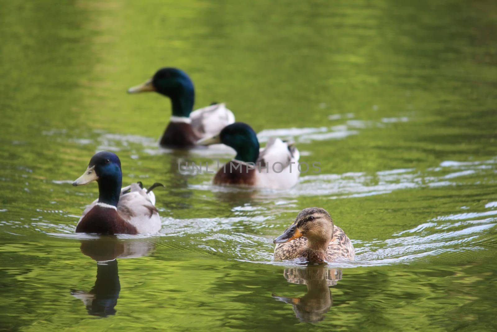 Ducks