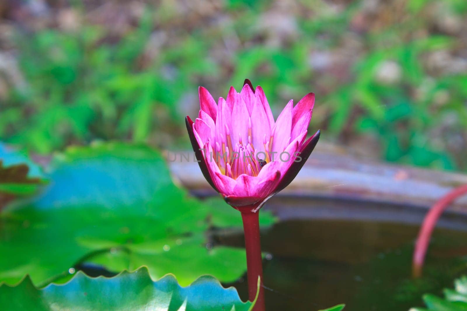 lotus blossoms or water lily flowers blooming on pond