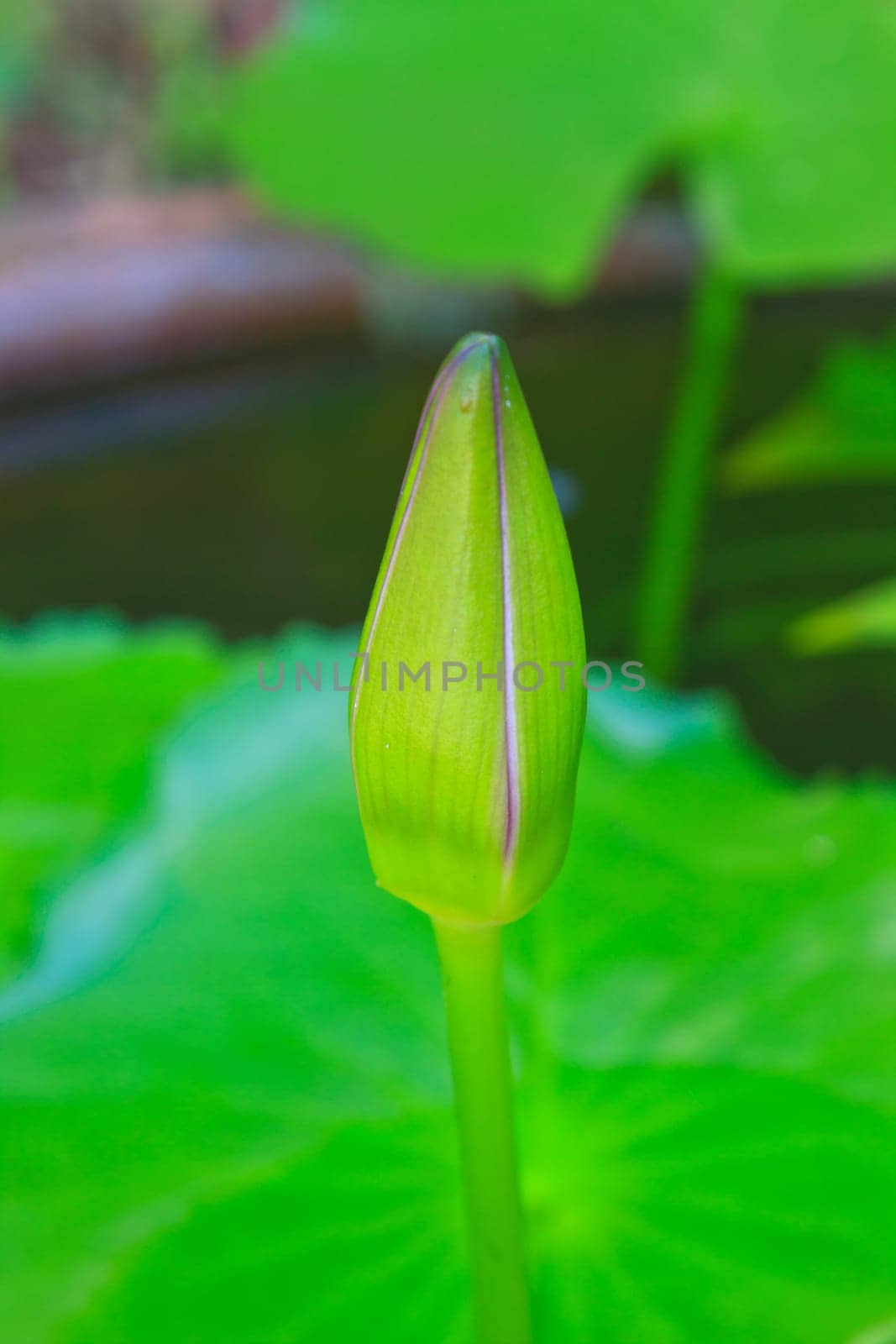 lotus blossoms or water lily flowers blooming on pond