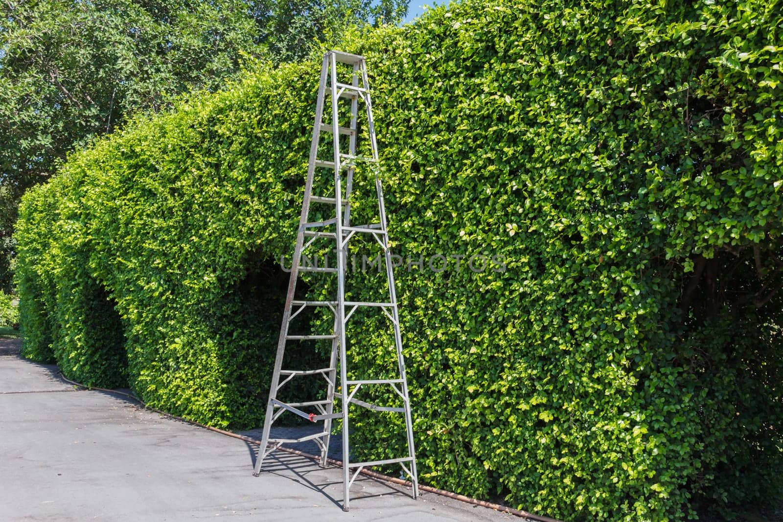 Aluminum ladder with wall green plant