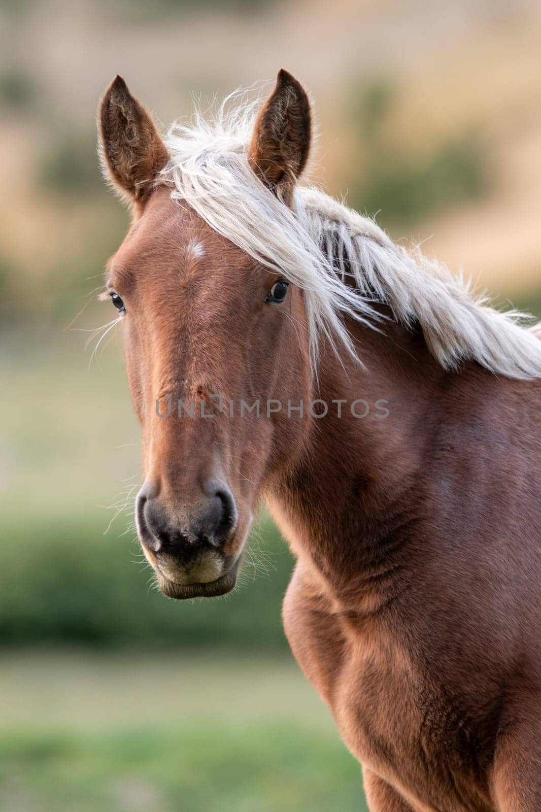 Horses in the Pyrenees in autumn in the countryside.