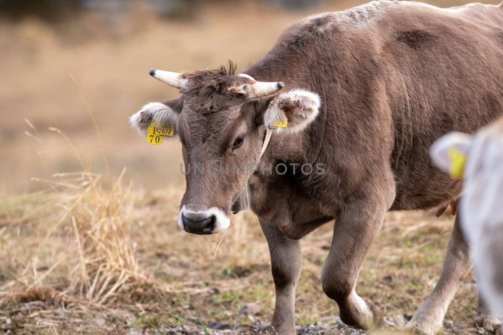 Cows in the Pyrenees in autumn in the countryside.
 by martinscphoto