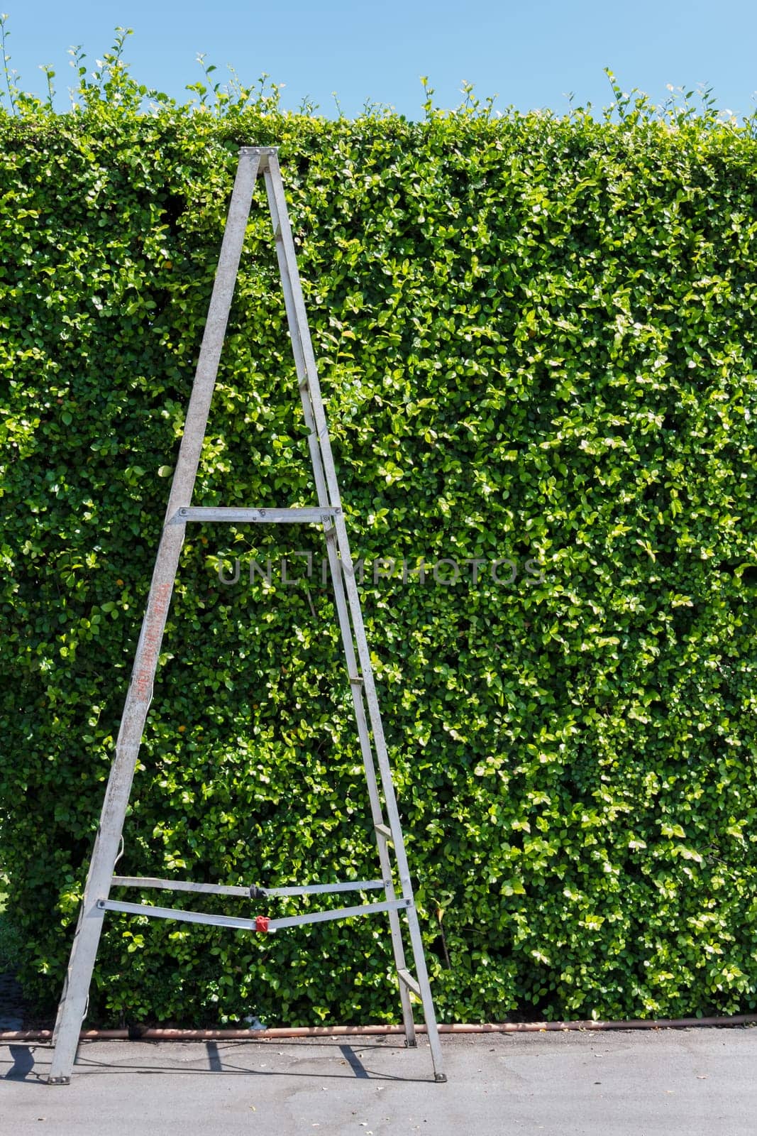 Aluminum ladder with wall green plant