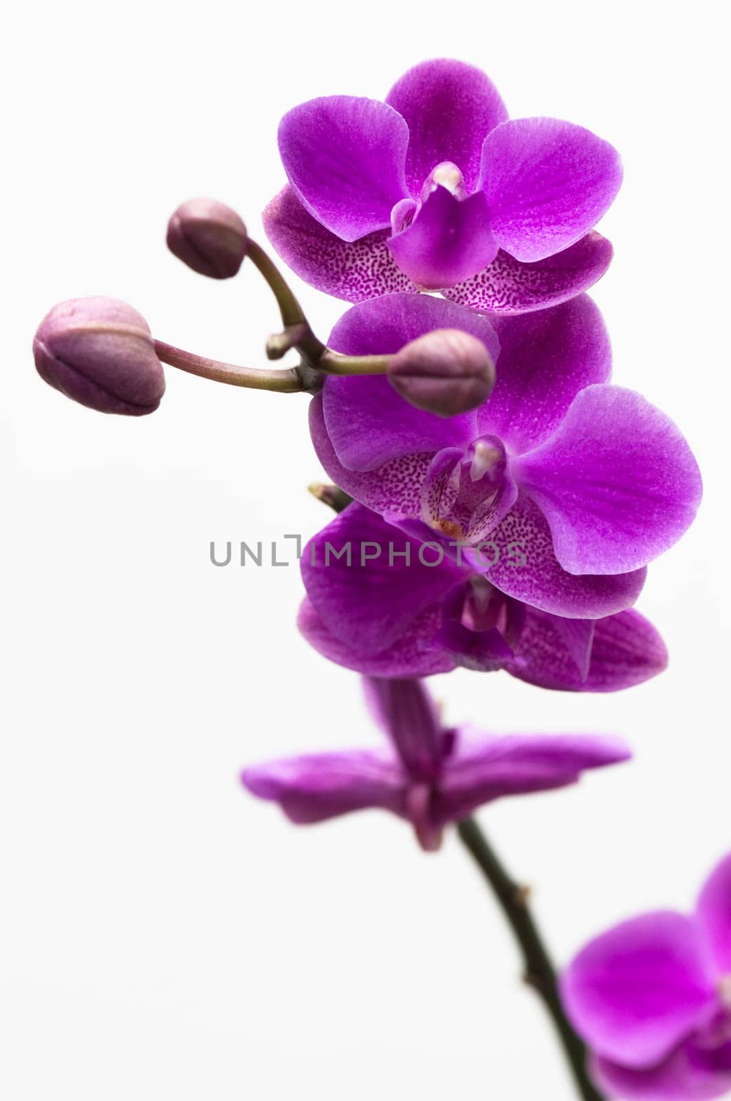 Pink orchid flower isolated on white background