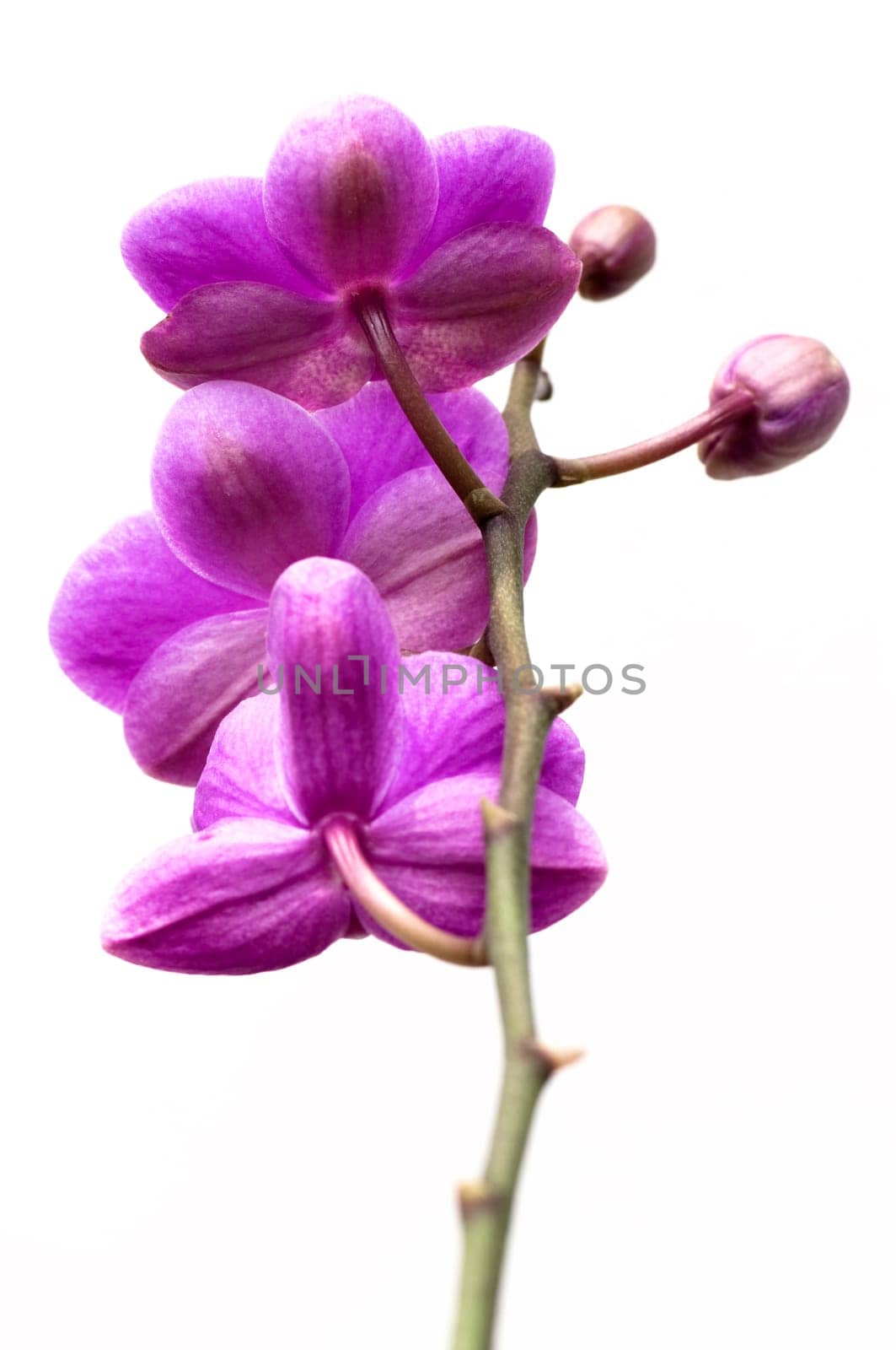 Pink orchid flower isolated on white background