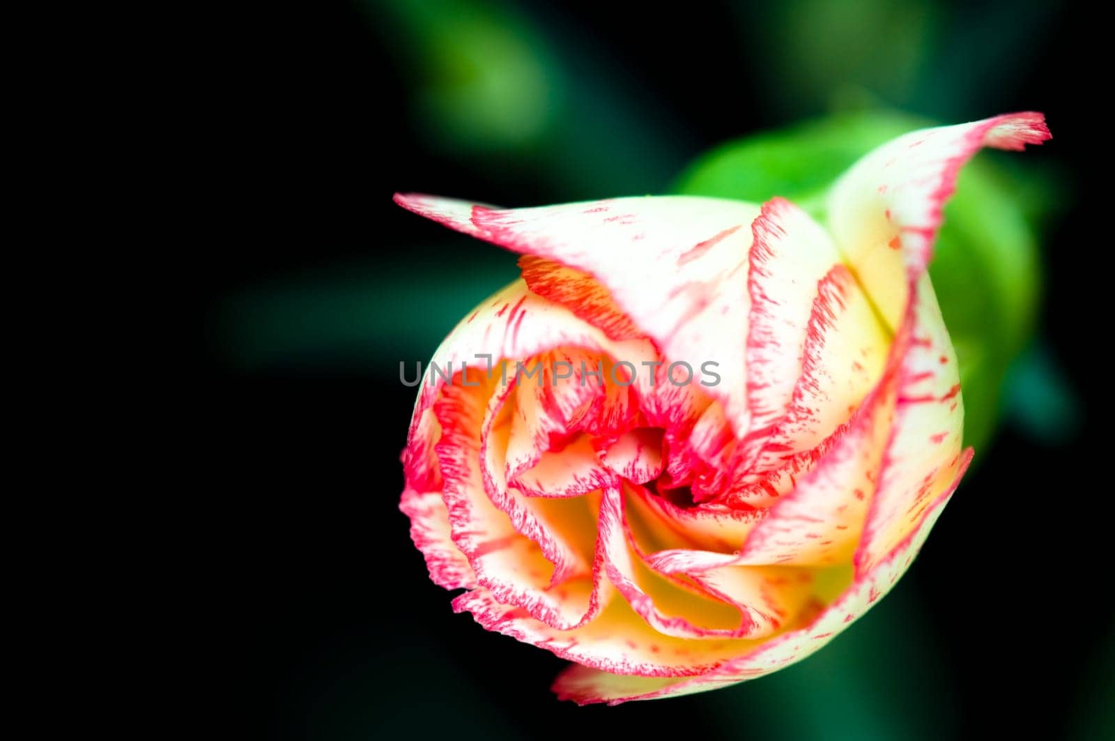 Close shot of carnation over dark background