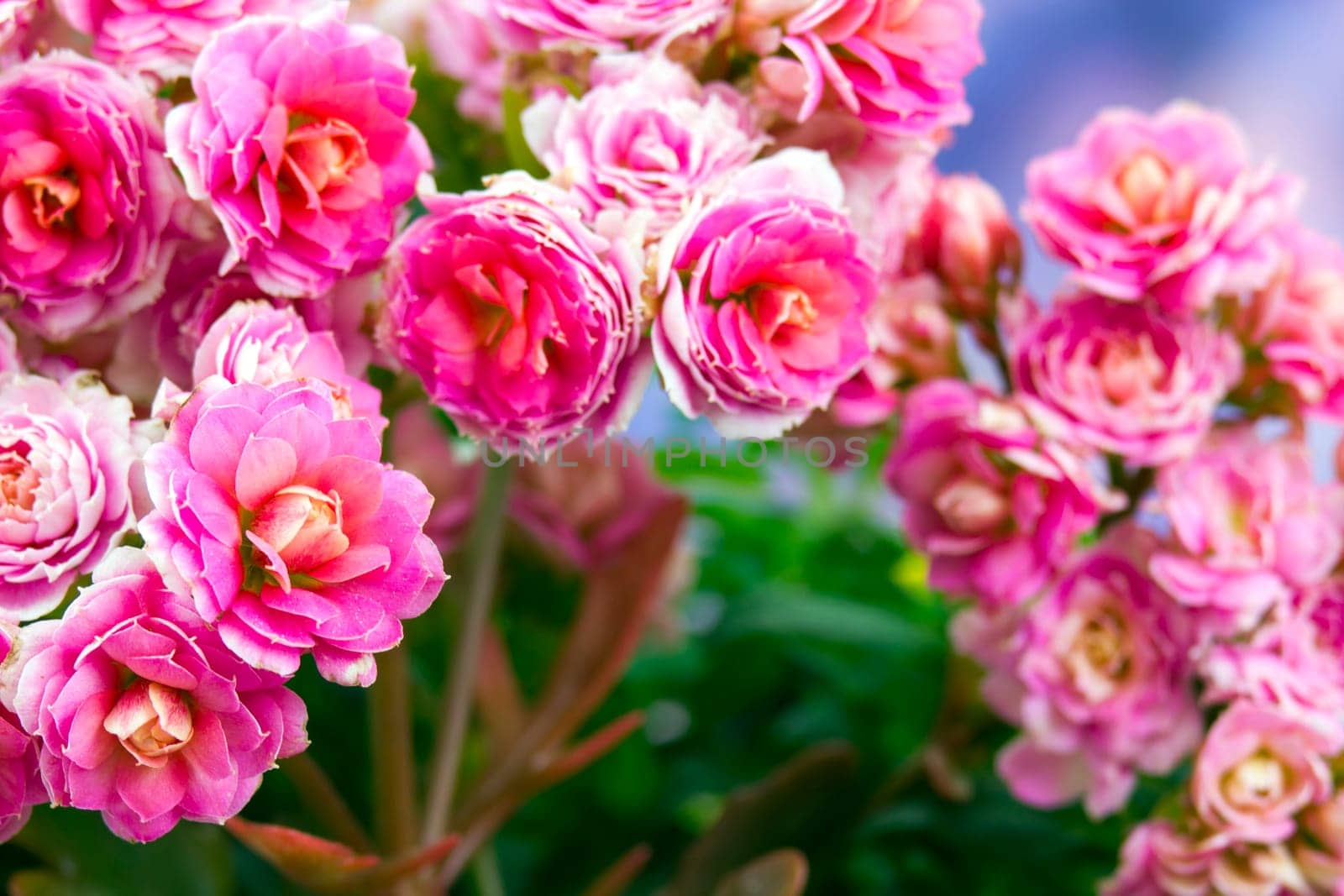 Kalanchoe flower
