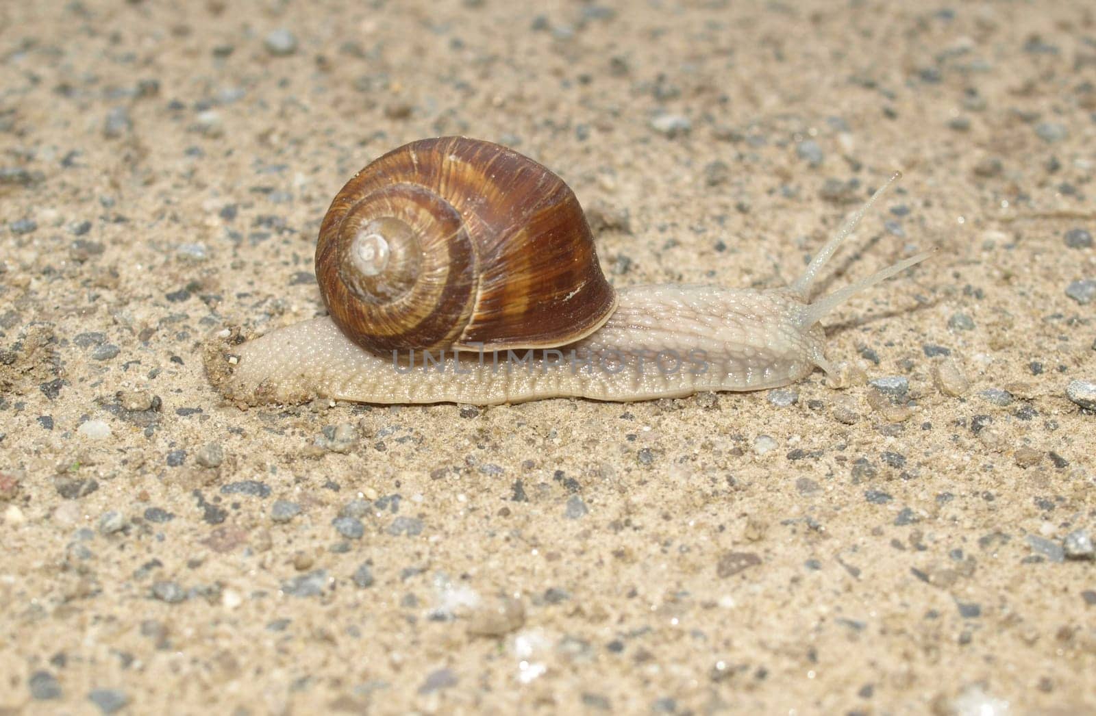 Snail