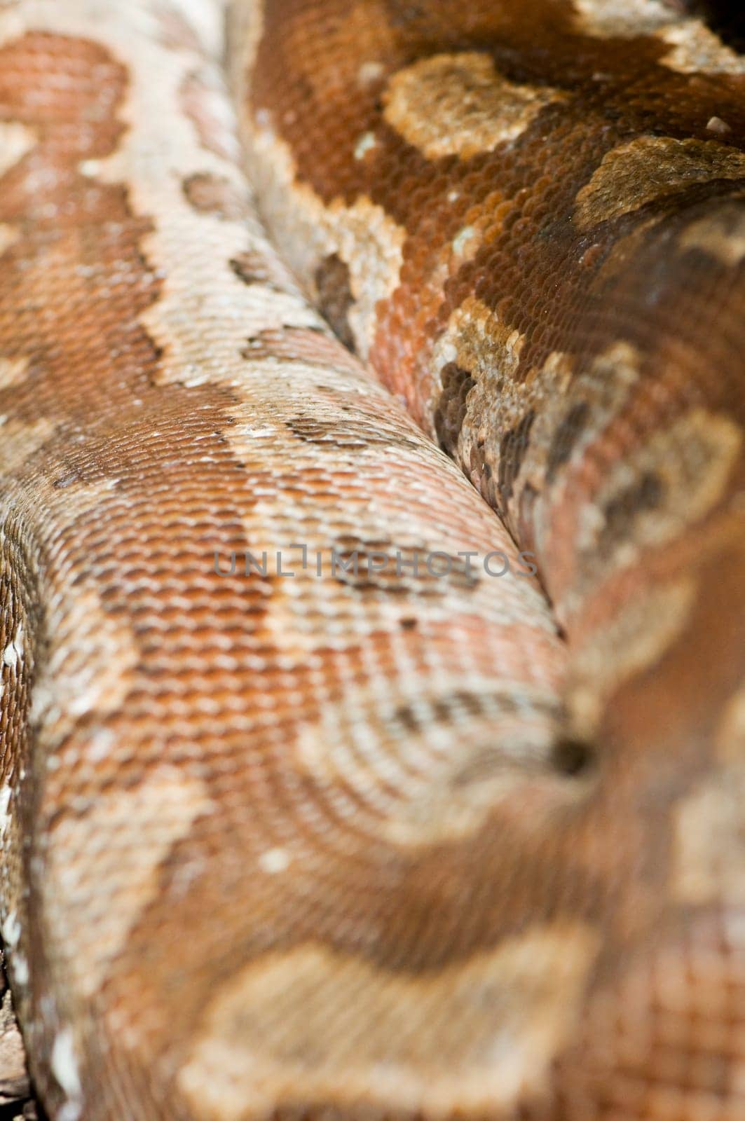 Close-up of a winding colored python (Python curtus) on the ground