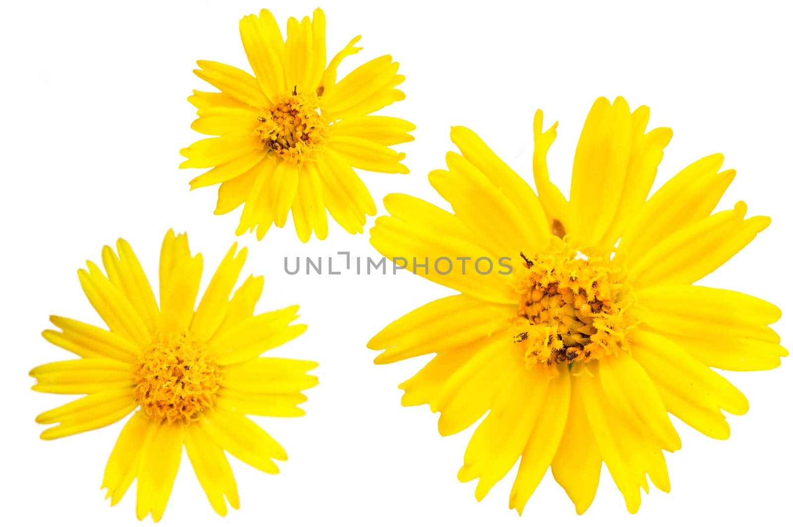 The closeup view of isolated yellow floret over white