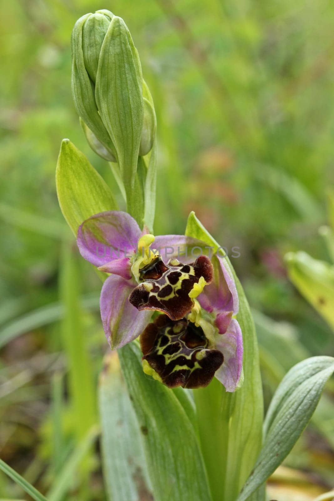 Bumblebee Ragwurz (Ophrys holoserica)