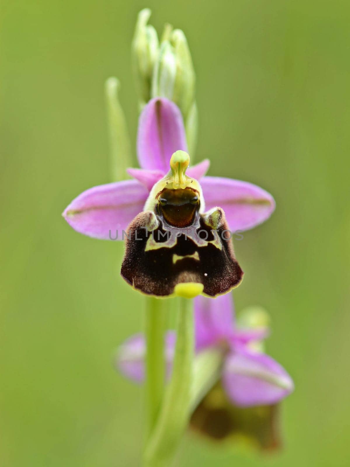 Bumblebee Ragwurz (Ophrys holoserica)