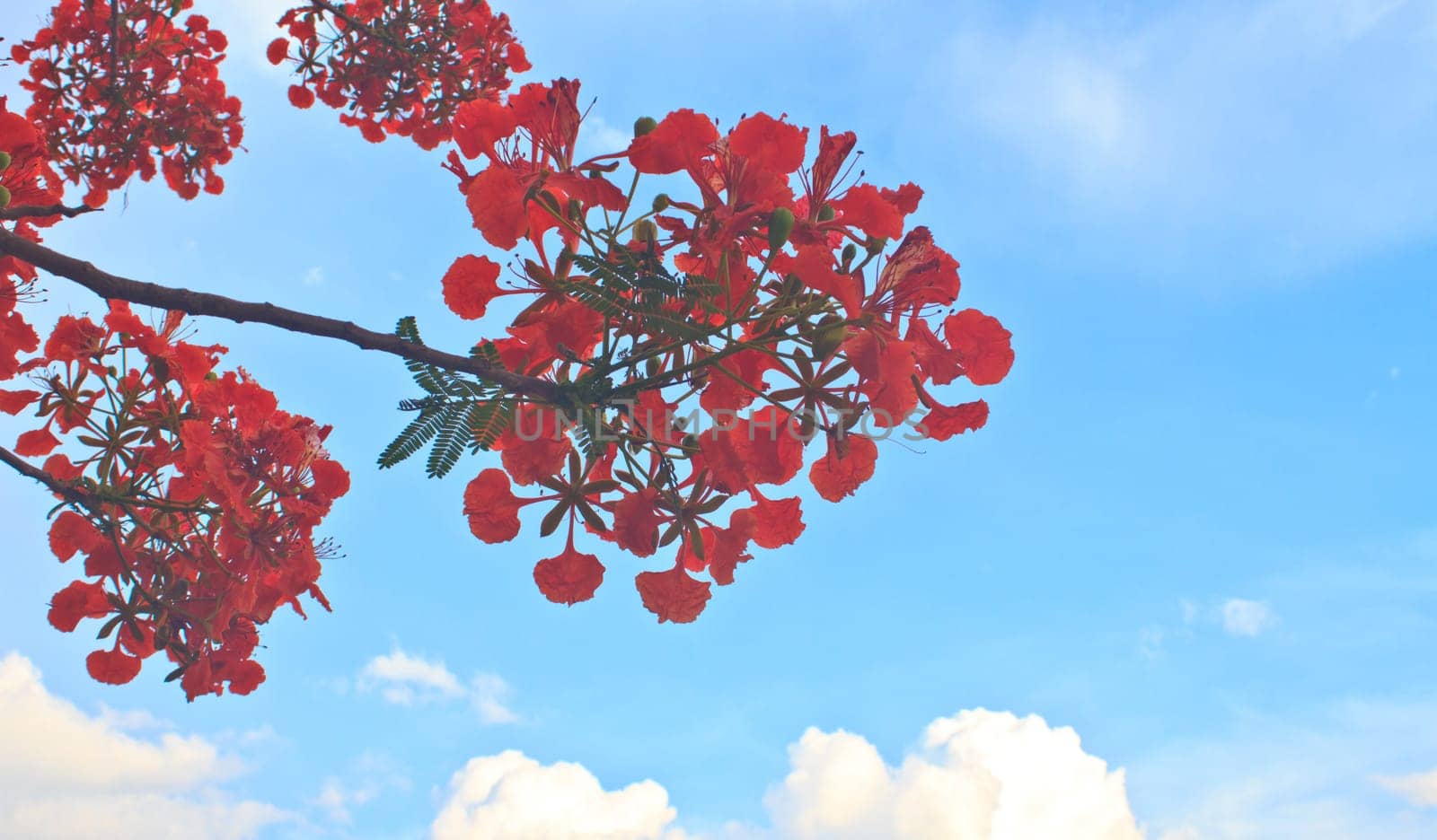 Peacock flowers on poinciana tree and blue sky background