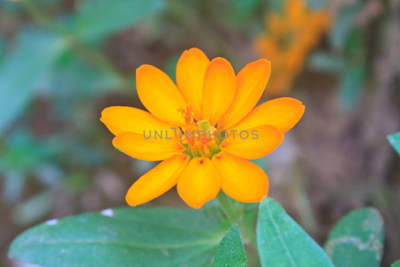 Zinnia elegans in field, summer in garden Thailand