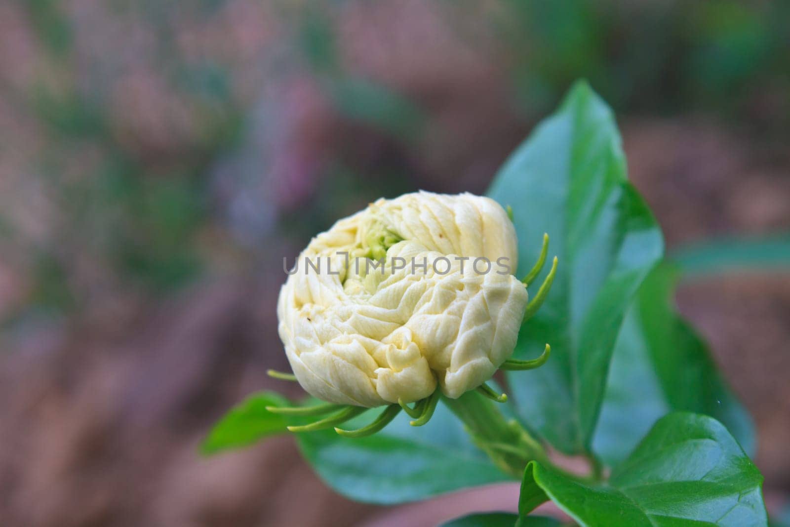 Arabian jasmine (Jasminum sambac) flower on tree in the garden