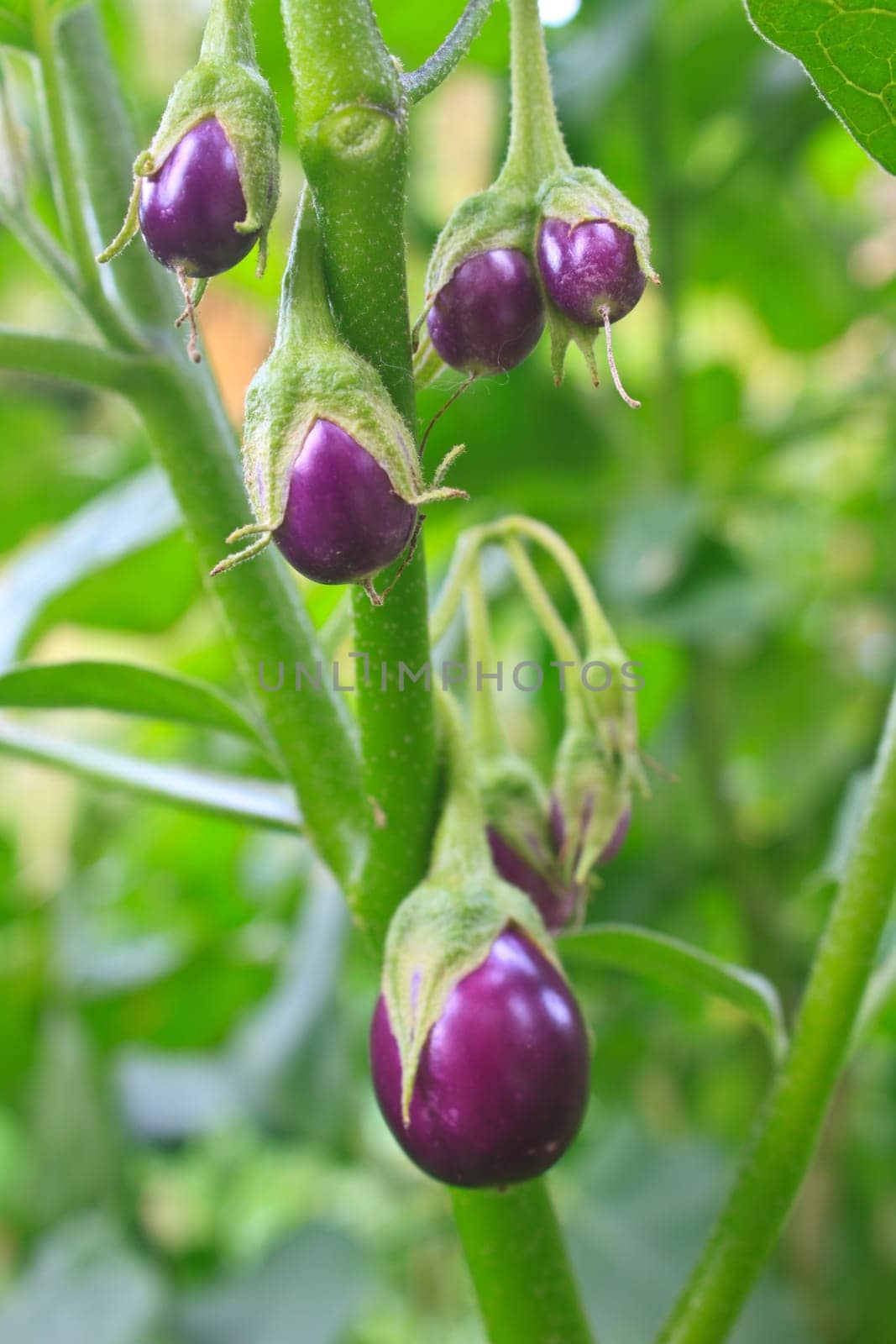 fresh vegetable eggplant on tree in garden