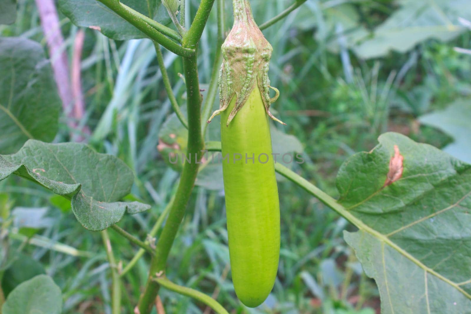 Green eggplant hand on plant tree in garden
