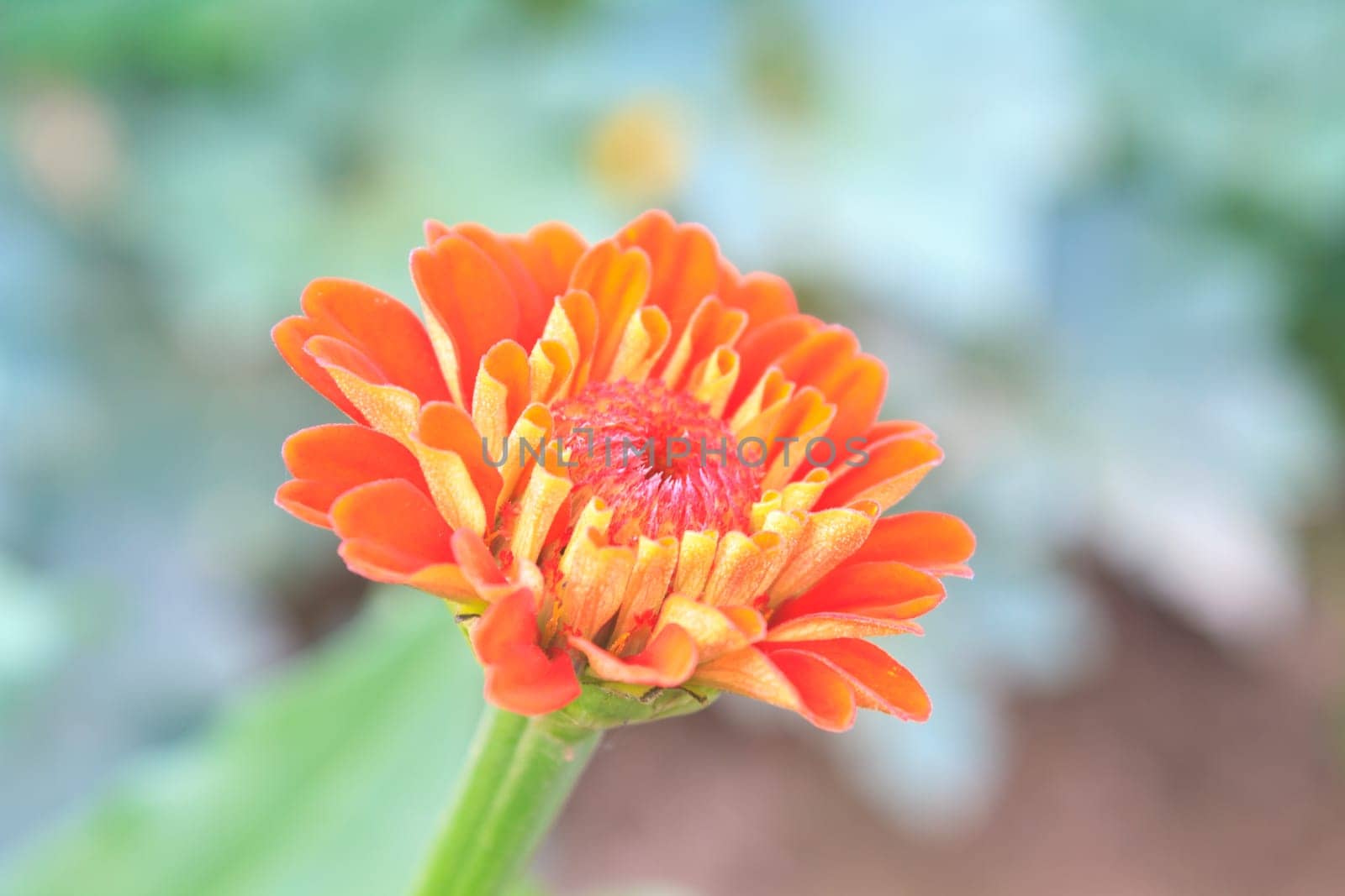 Zinnia elegans in field, summer in garden Thailand