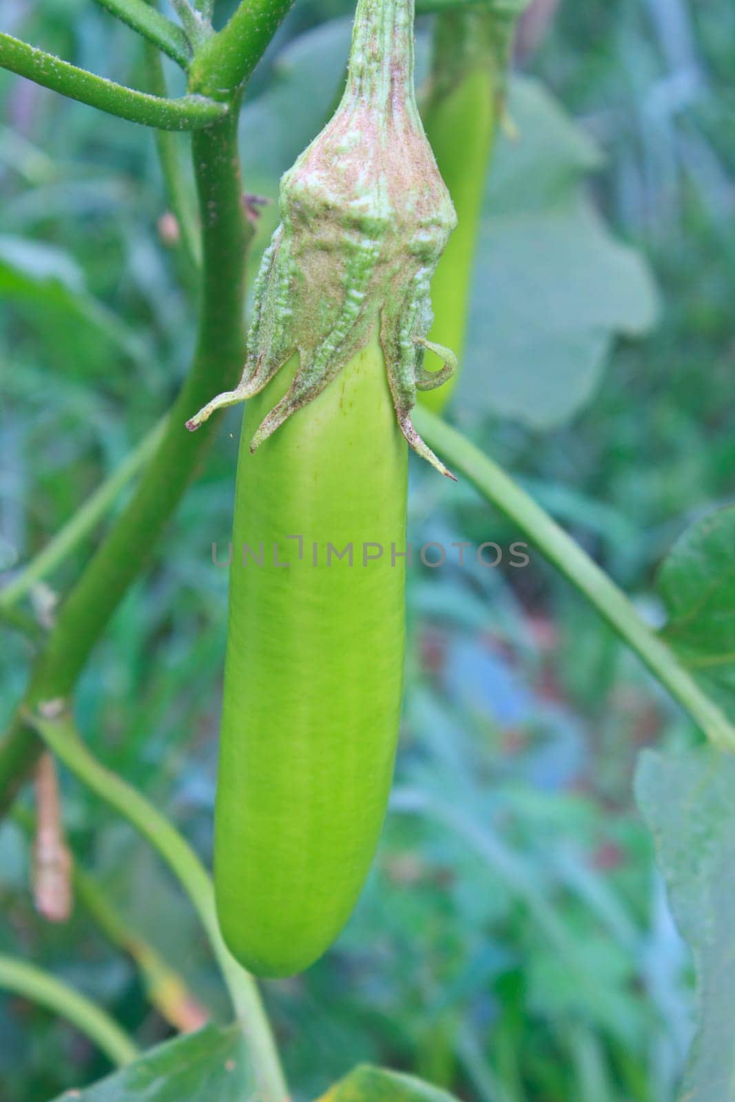 Green eggplant hand on plant tree in garden