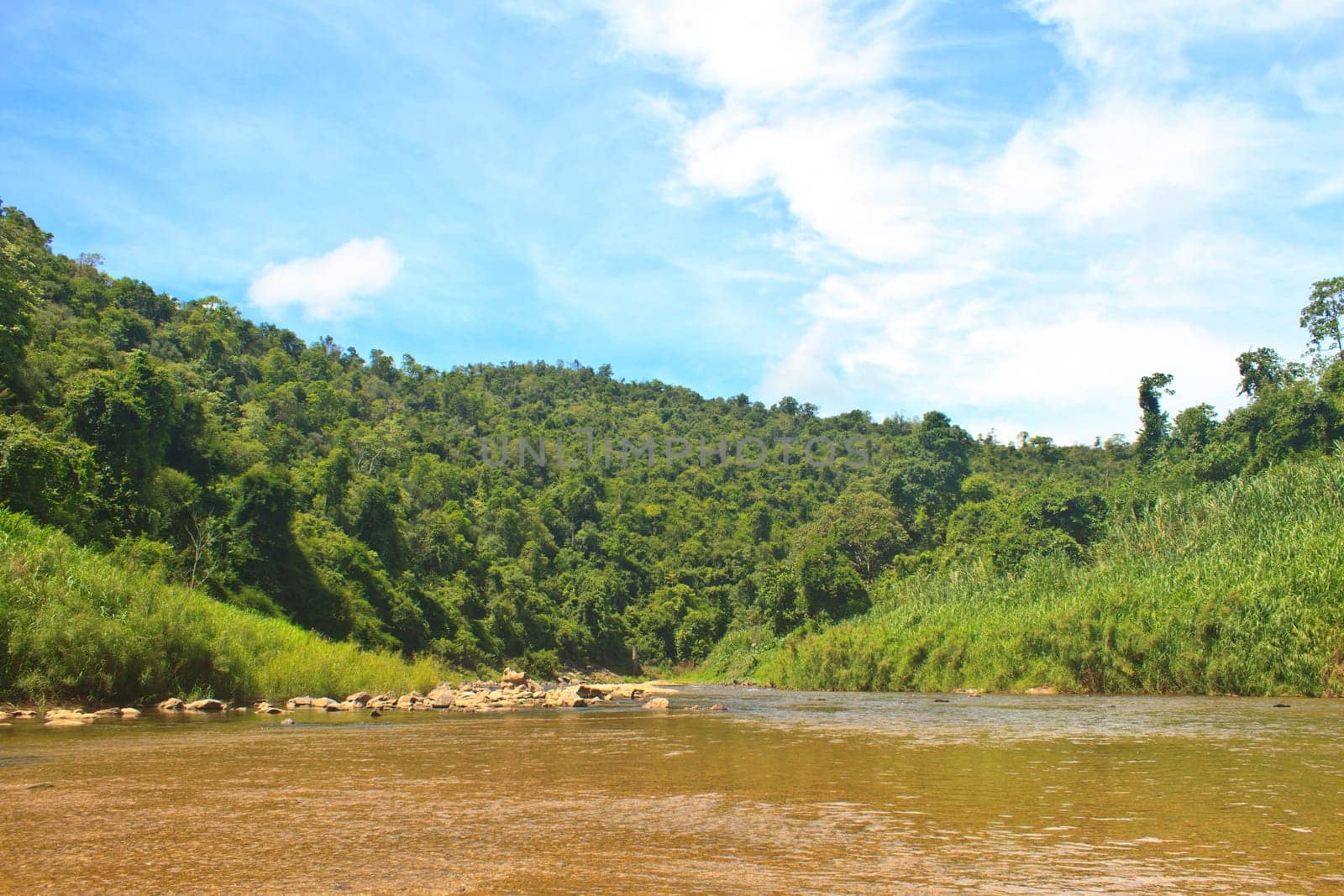 River in deep forest, river in evergreen forest in Thailand