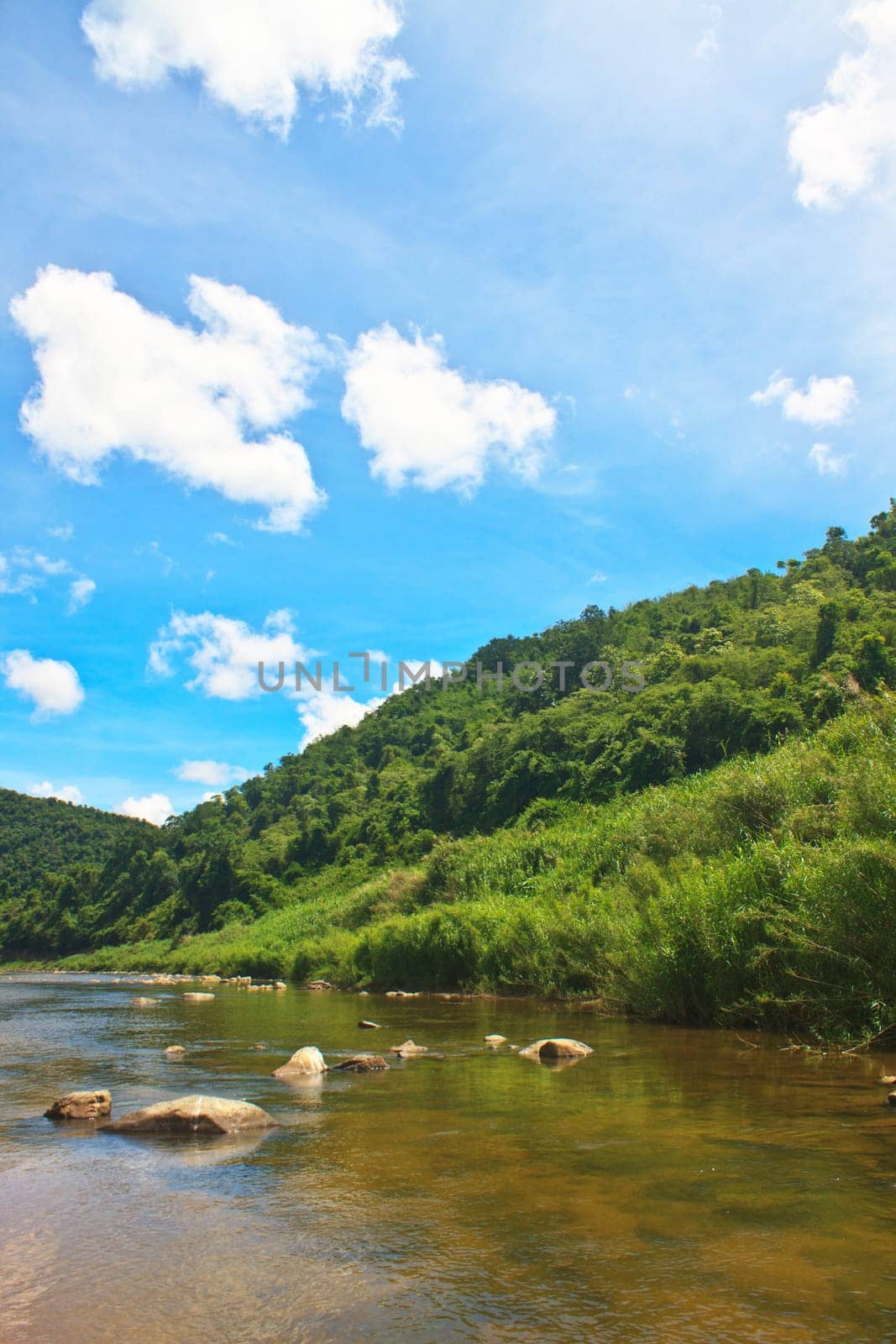River in deep forest, river in evergreen forest in Thailand