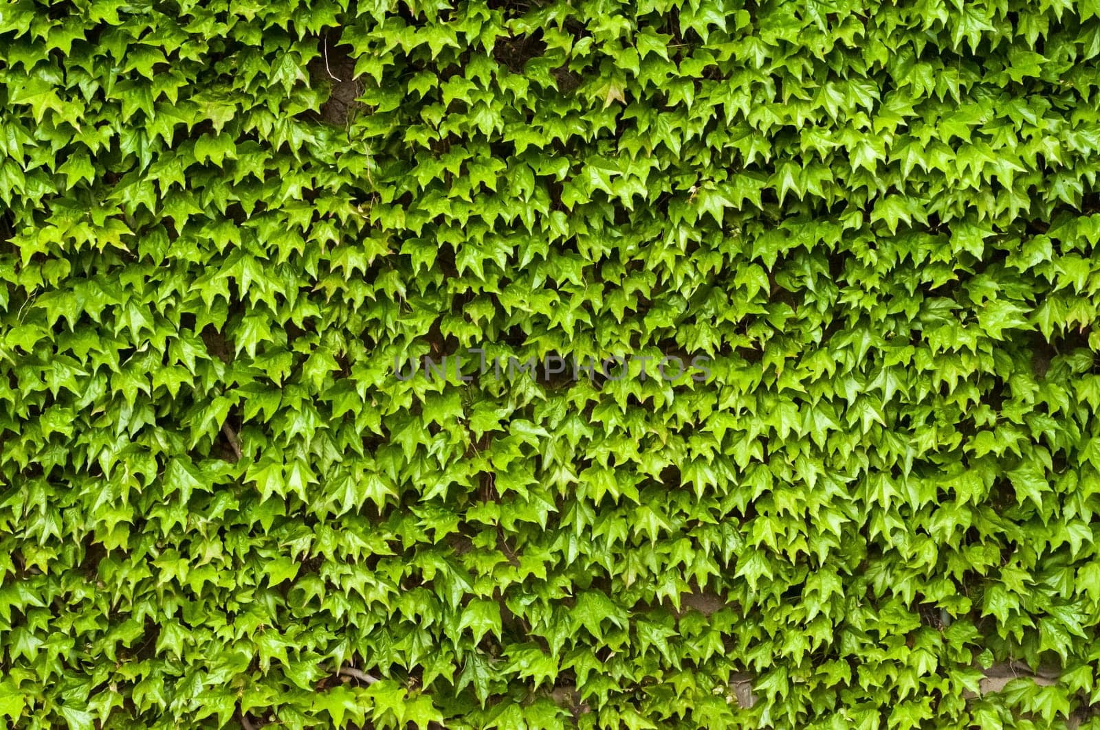 Green climbing plants on house wall in spring as background