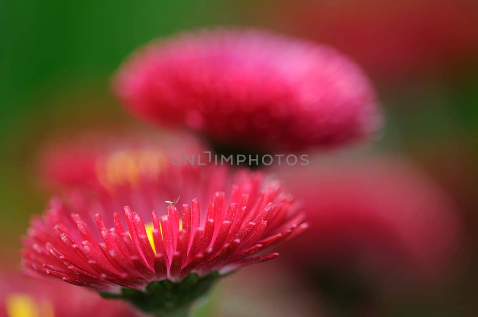 Daisy hybrid