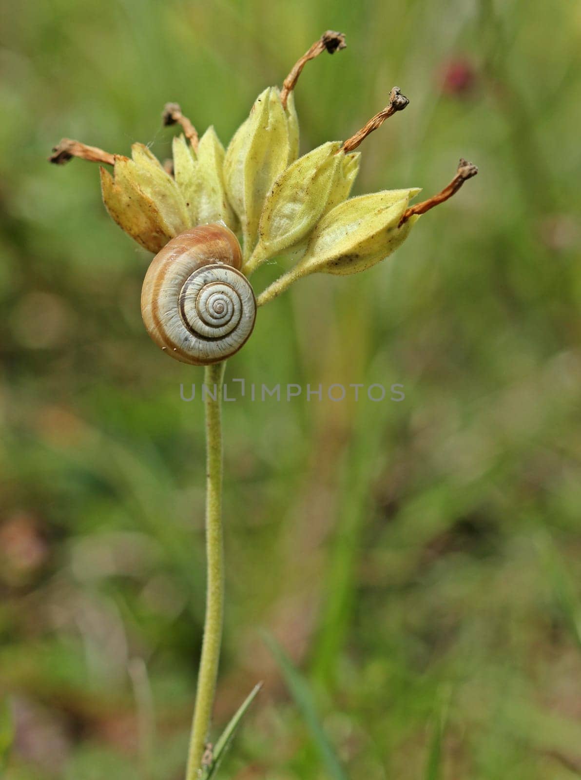 Western heath snail on flowered key flower