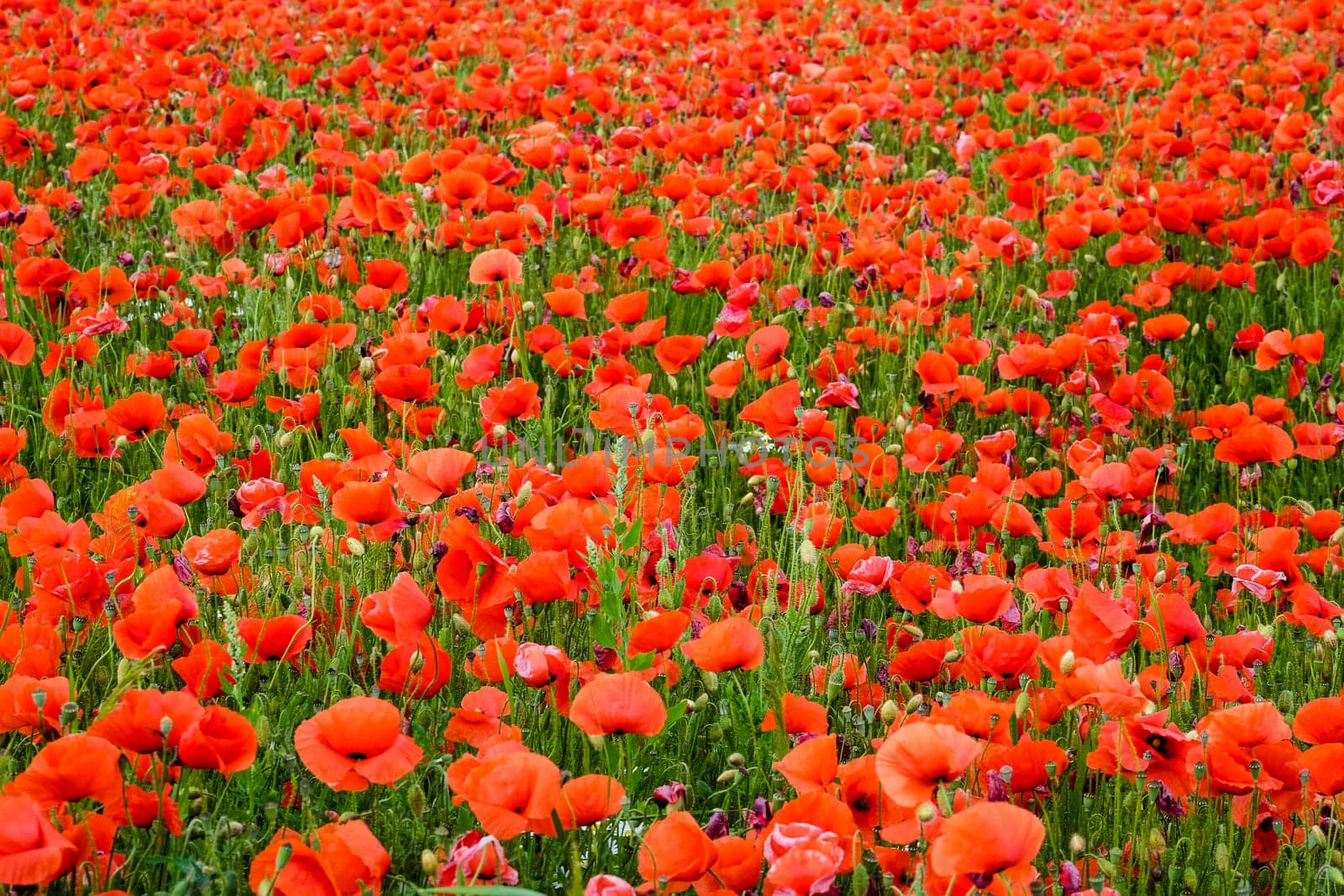 Gossip poppy field,meadow with red poppy flower