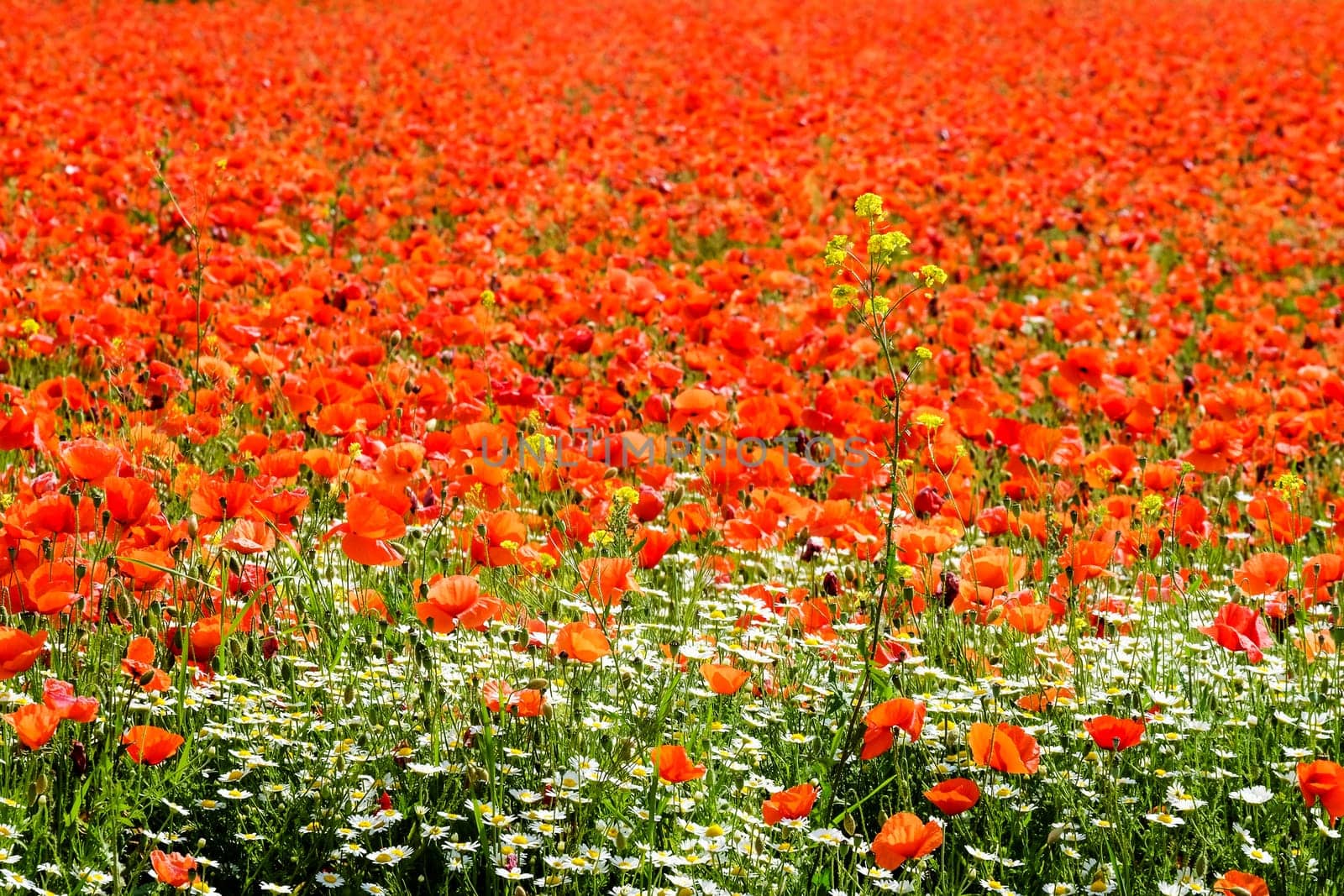 Gossip poppy field,meadow with red poppy flower