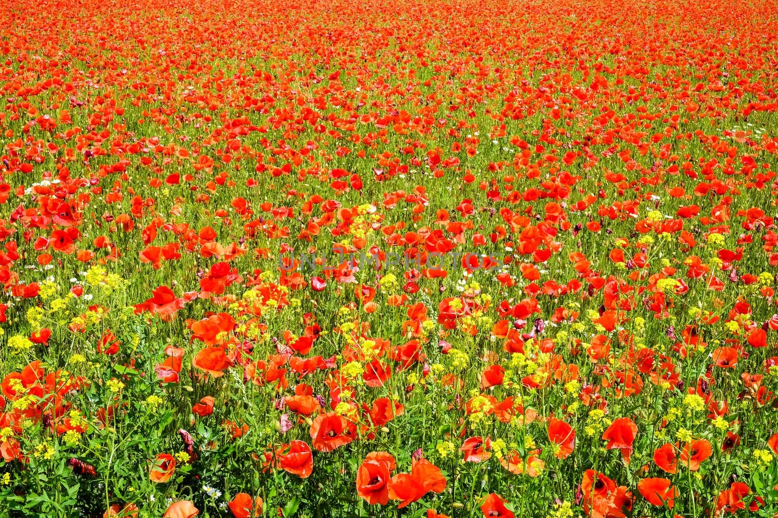 Gossip poppy field,meadow with red poppy flower