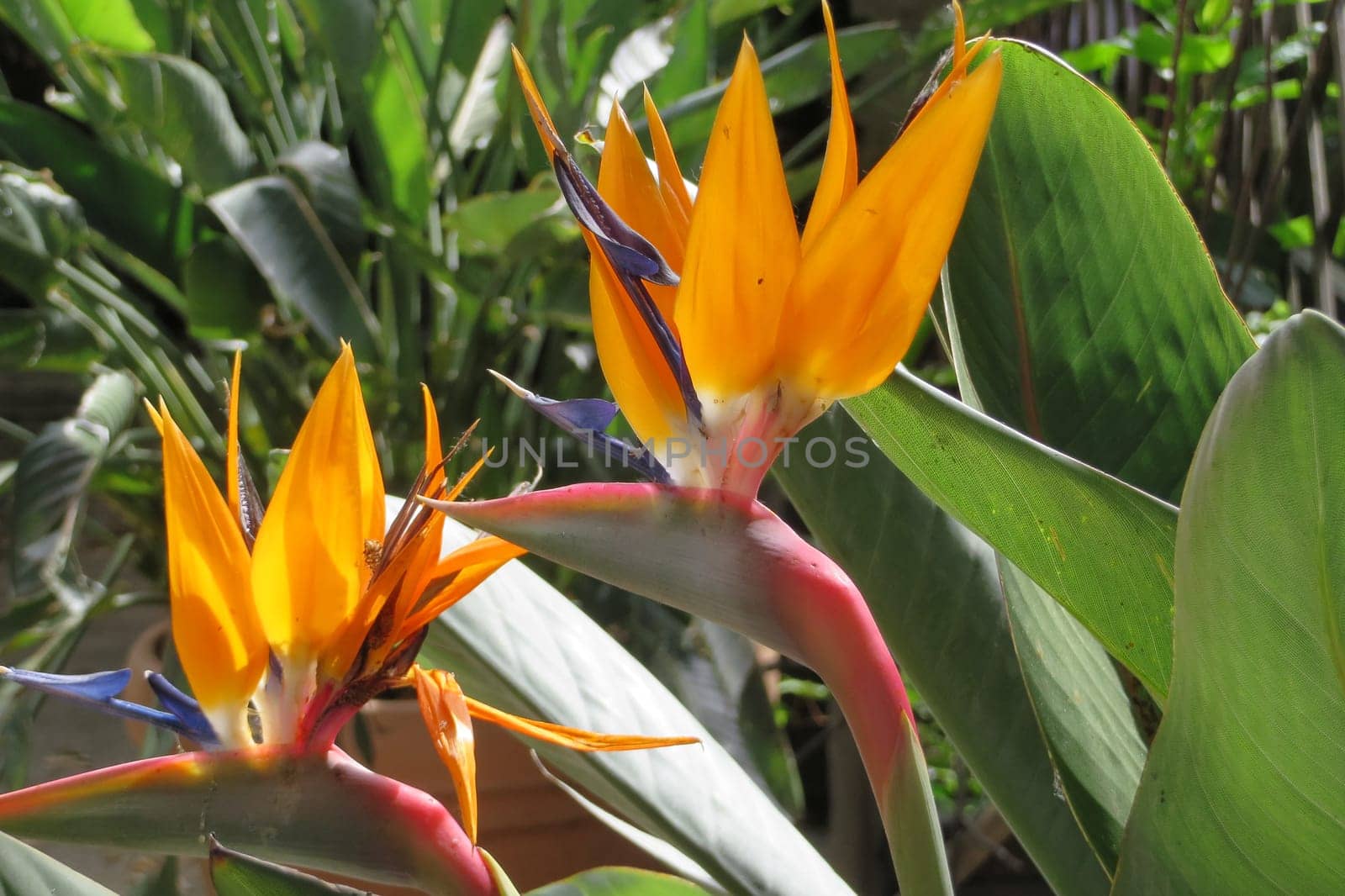Bird of Paradise - Strelitzia reginae
