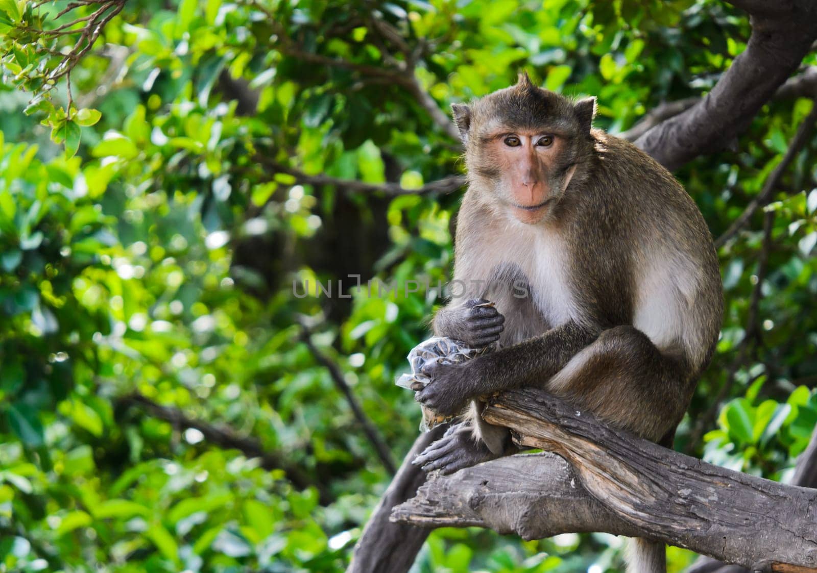 Monkey macaques