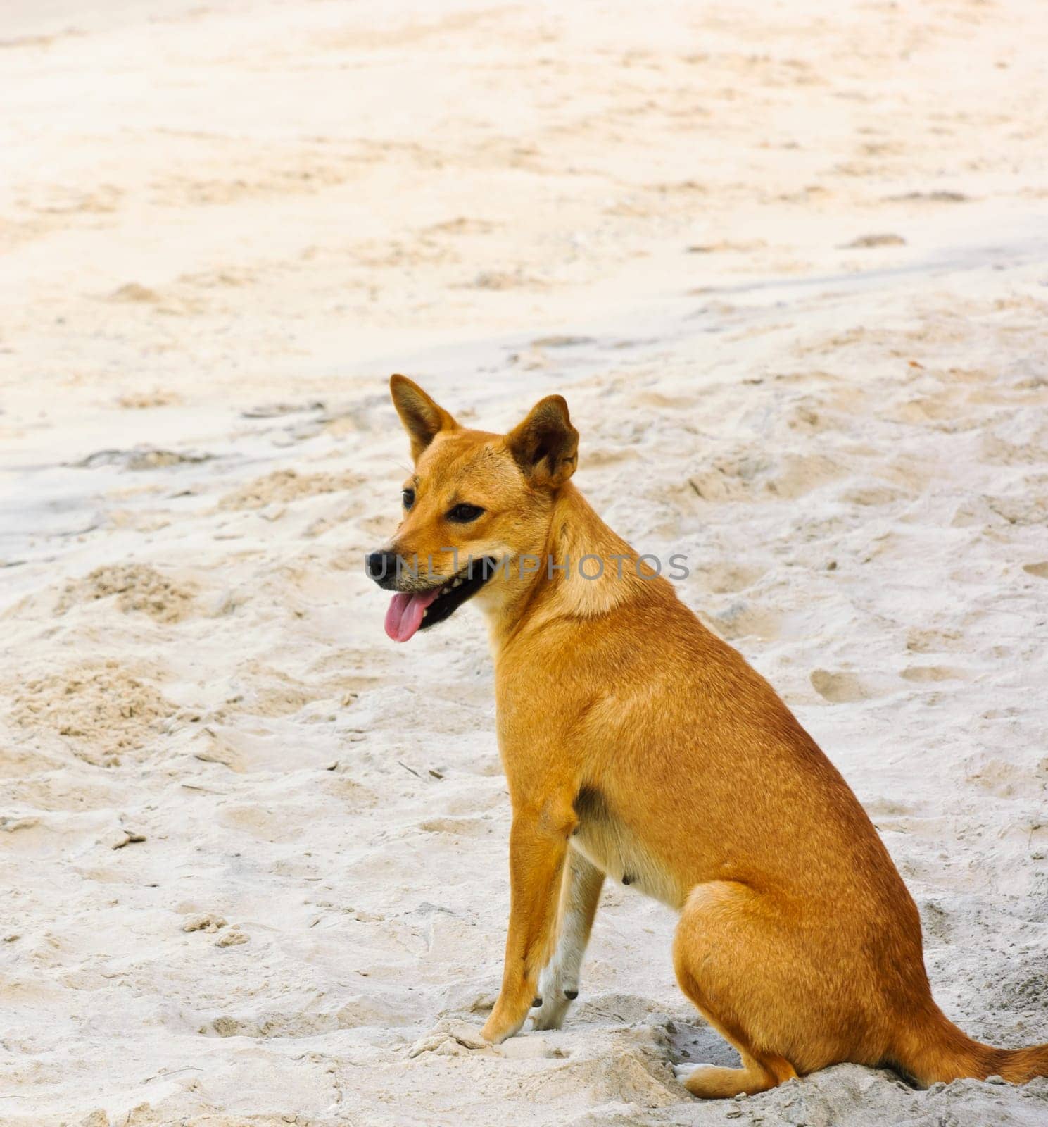 Dog on beach sand