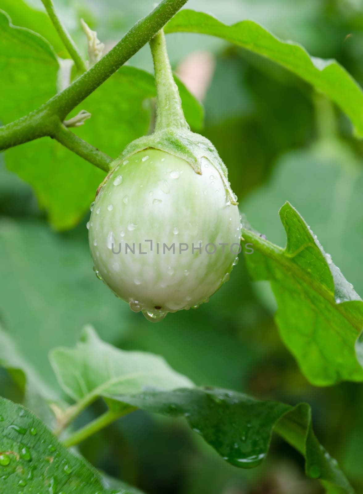 Thai eggplant