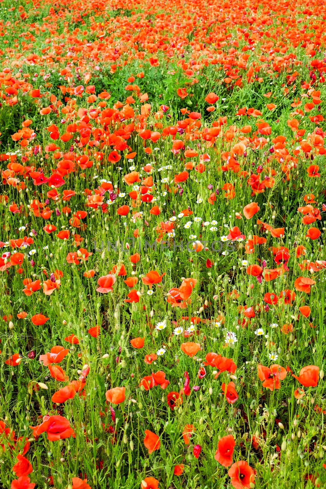 Gossip poppy,field with red flowers