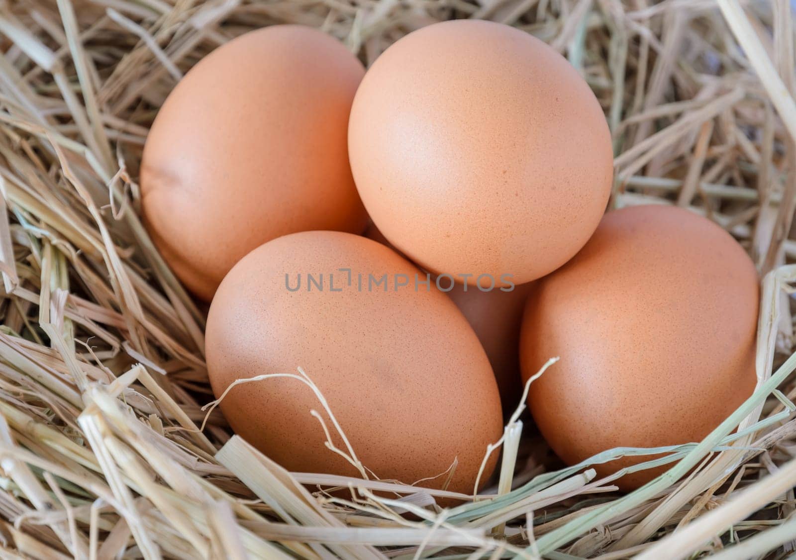 Chicken eggs in the nest