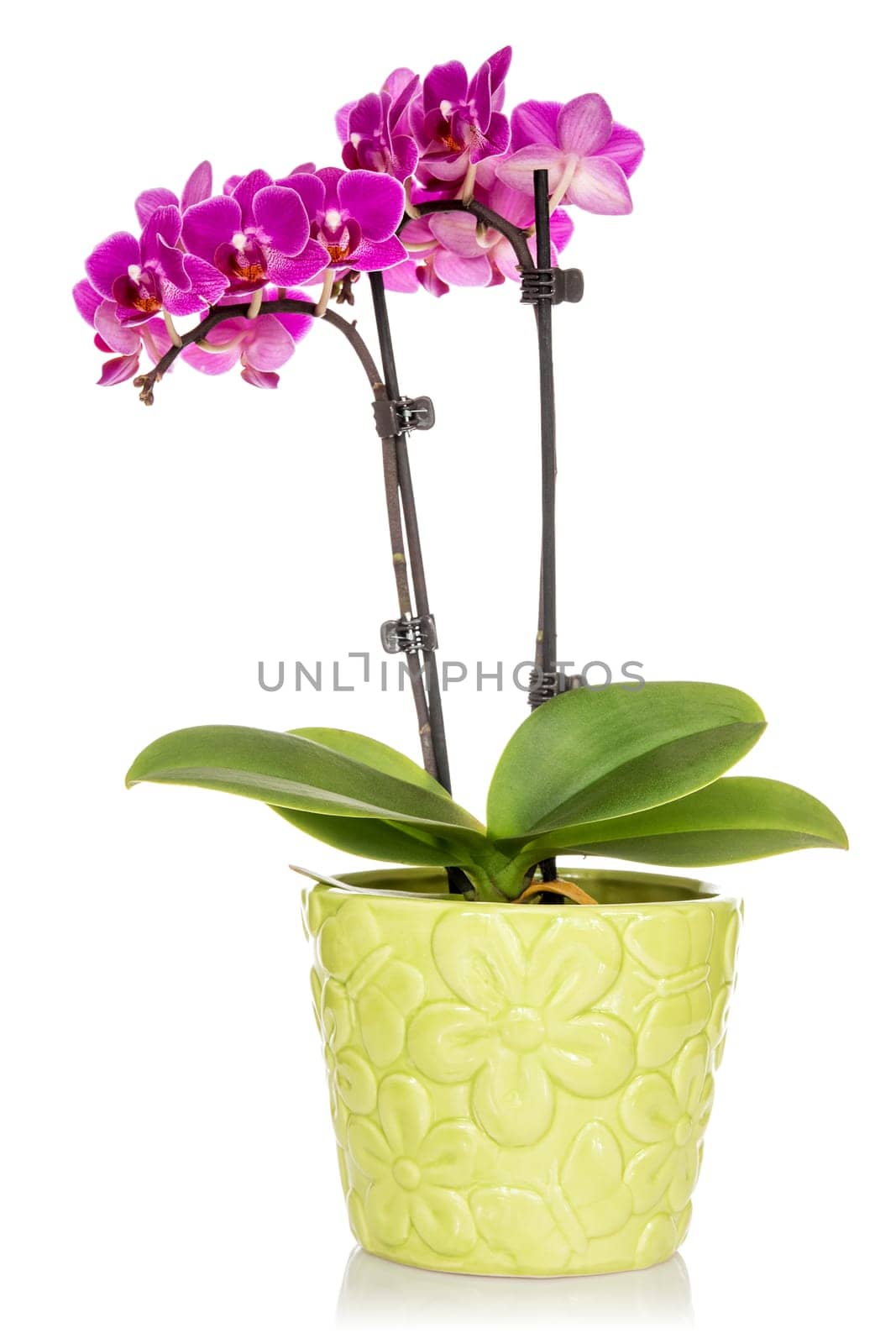 Beautiful pink orchid in the green pot isolated on white