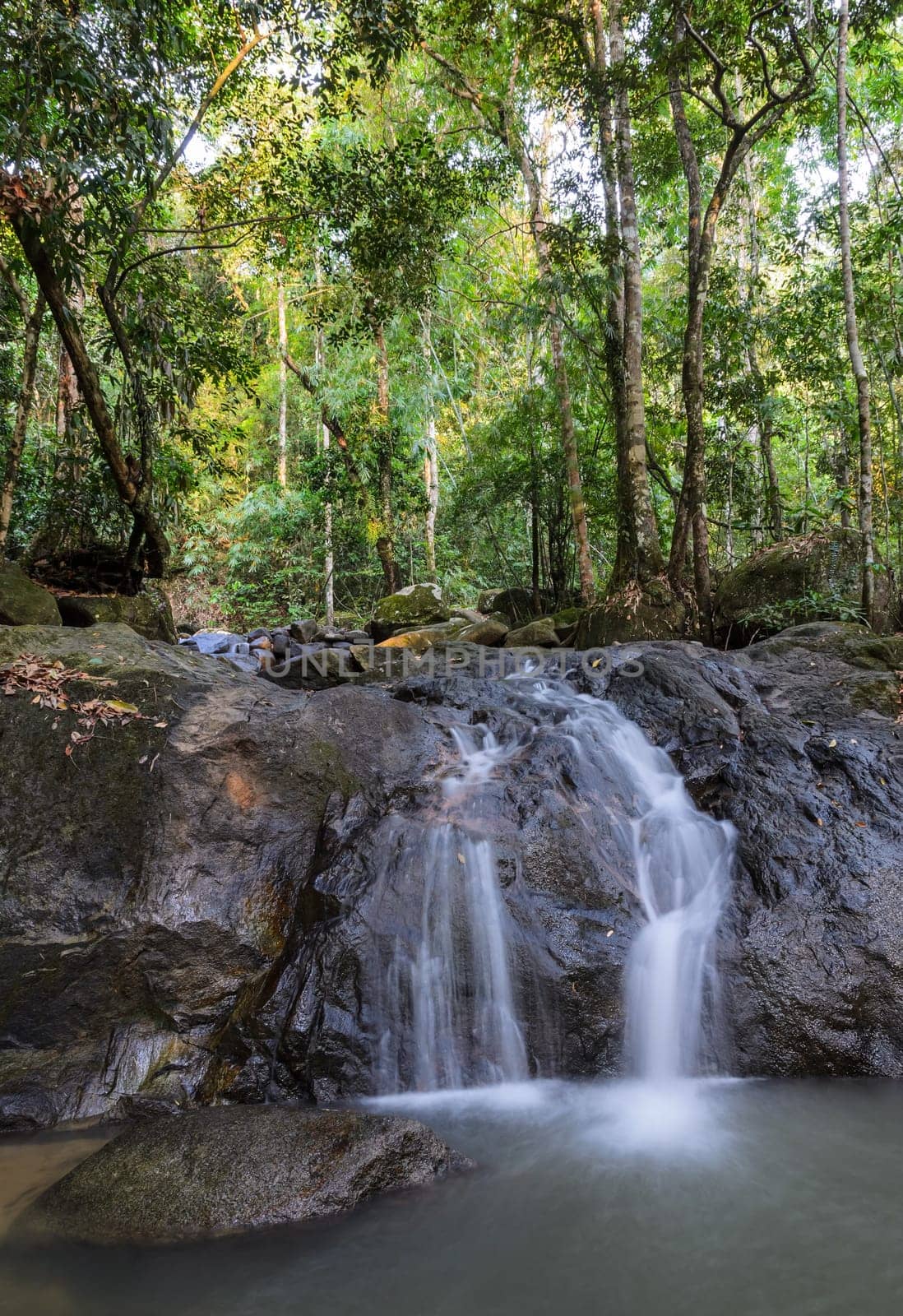 Evergreen forest waterfall