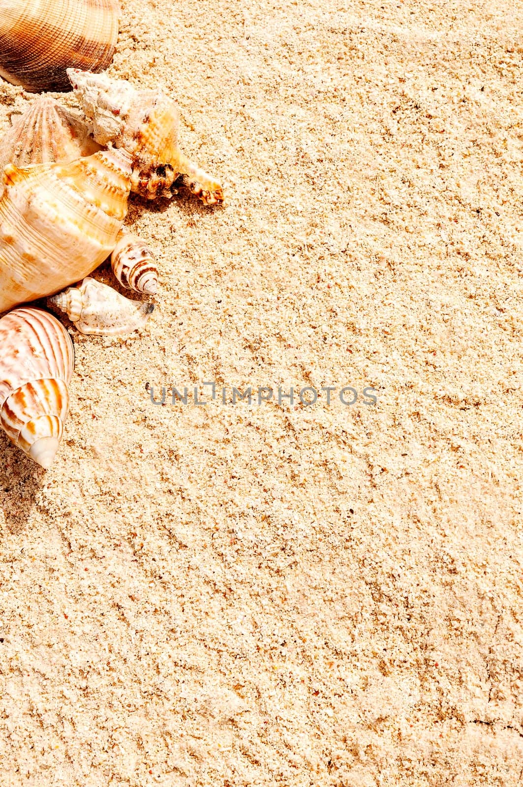 sea shells with sand as background