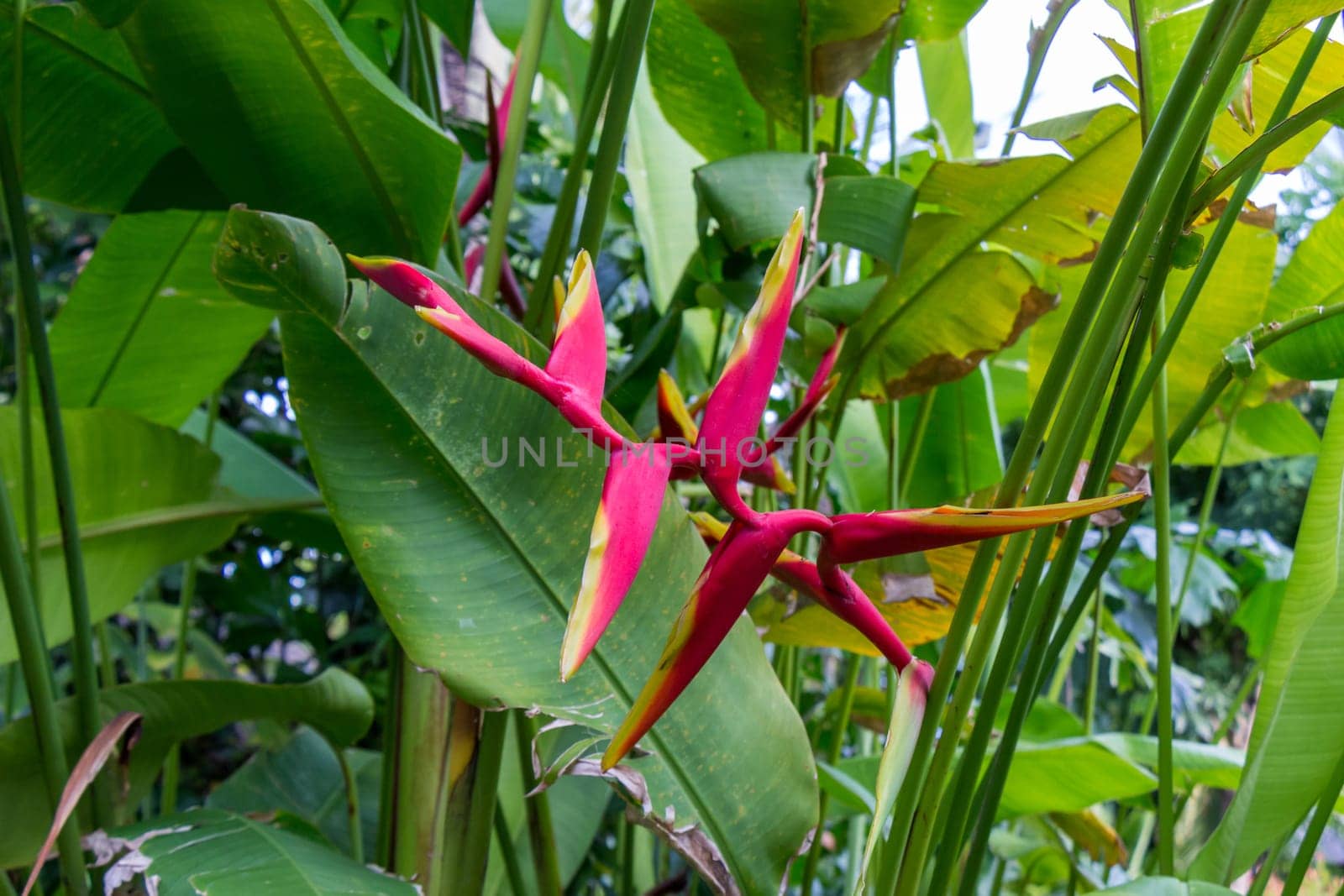 Colourful orange heliconie bloom on the shrub in the tropics on holiday with green leaves
