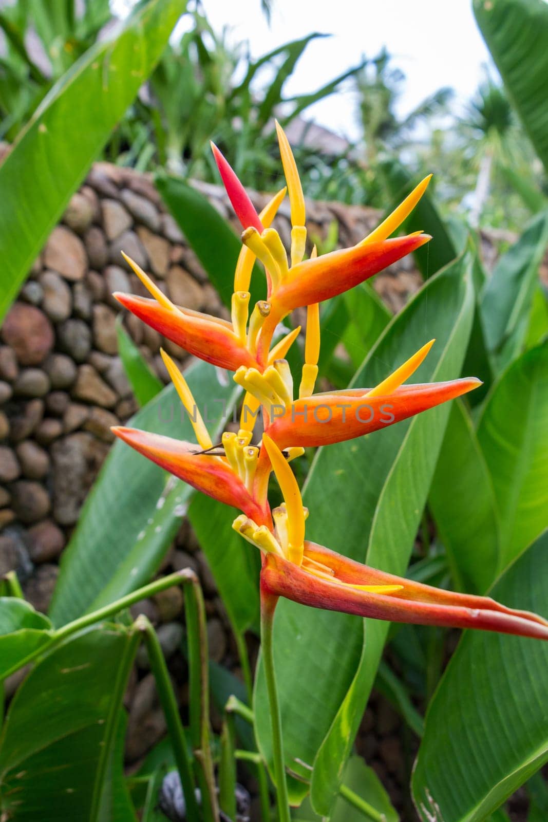 Colourful orange heliconie bloom on the shrub in the tropics on holiday with green leaves