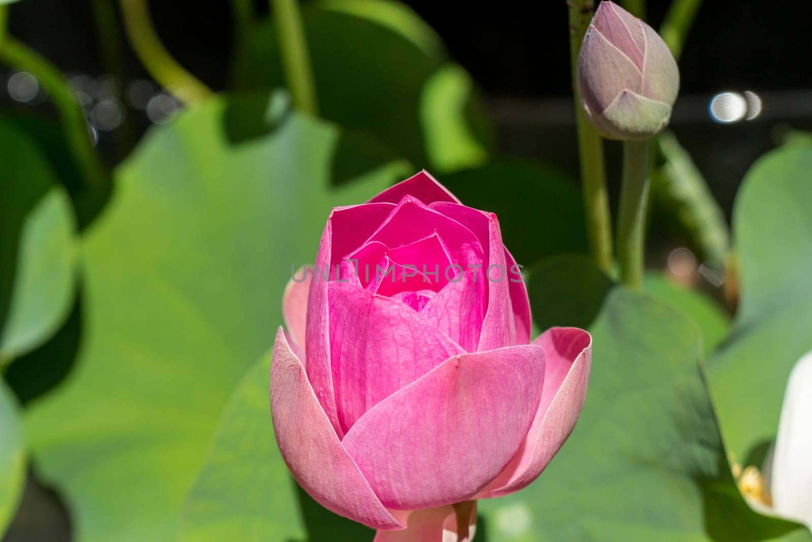 Beautiful water lily blossom water lily in a water lily pond as a close-up