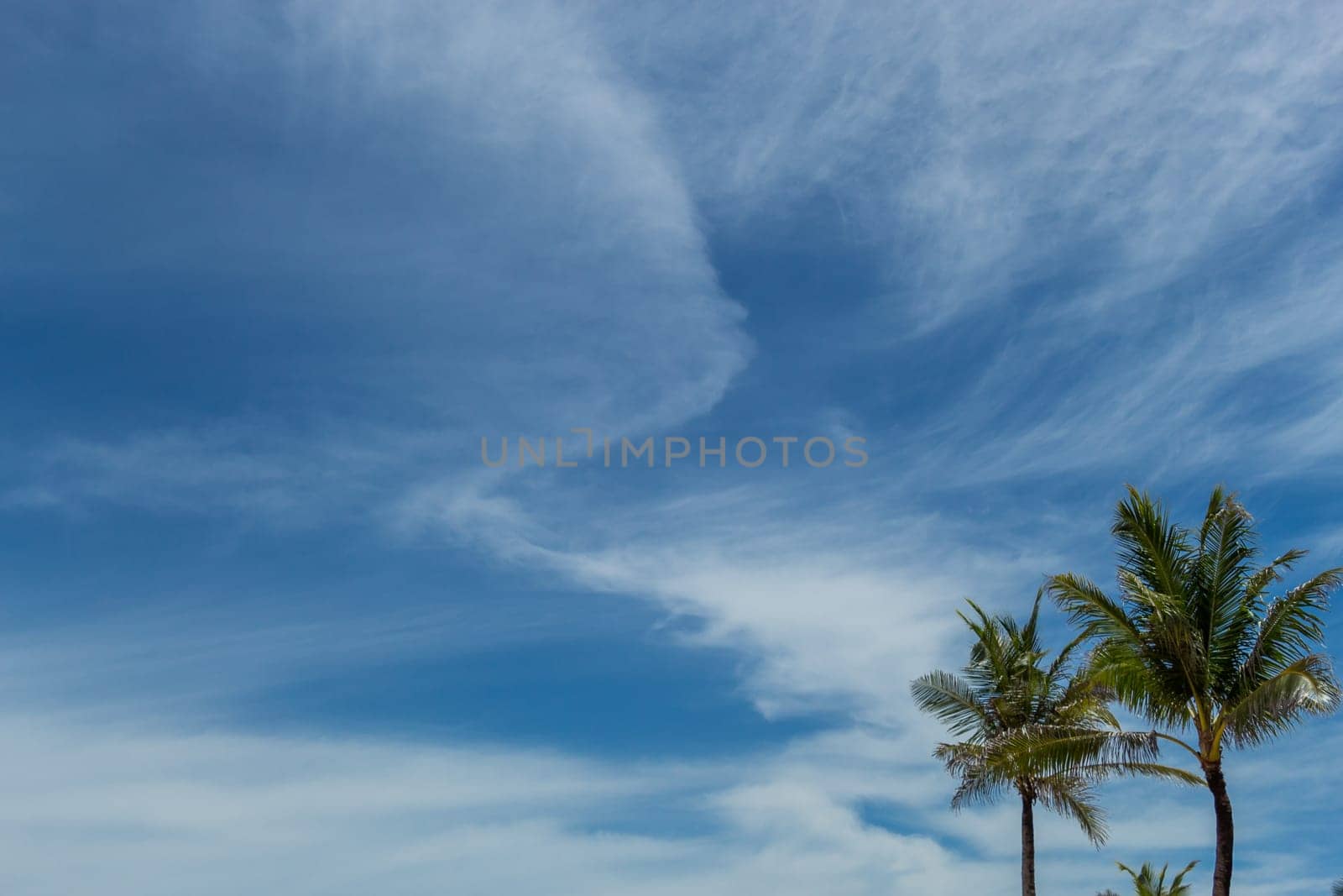 Tropical green coconut trees in Bali in front of blue sky with small clouds
