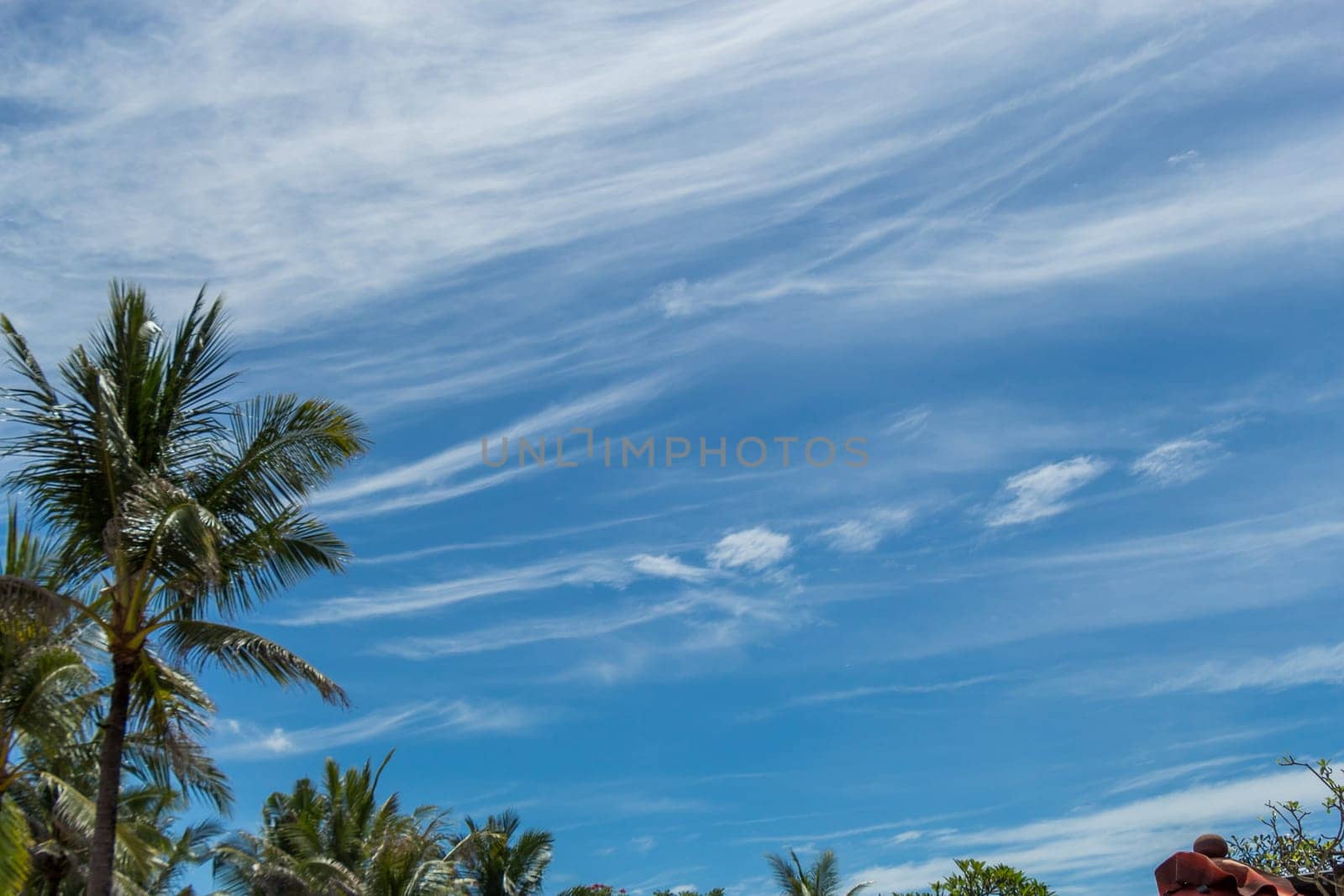 Tropical green coconut trees in Bali in front of blue sky with small clouds